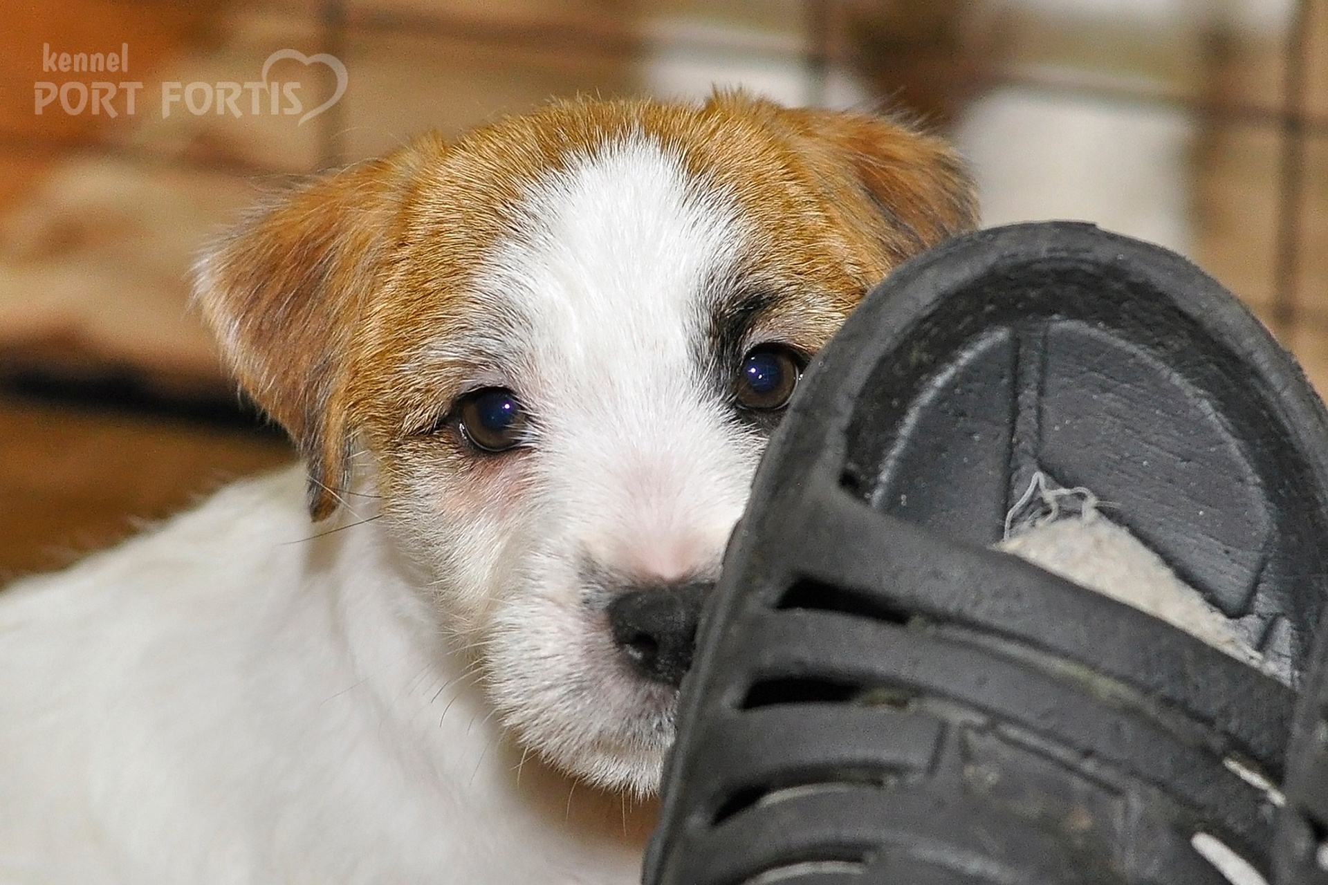 2025 Litter CH male 2. Щенки джек рассел терьера, питомник РКФ, питомник джек рассел терьеров, питомник Порт Фортис, kennel PORT FORTIS