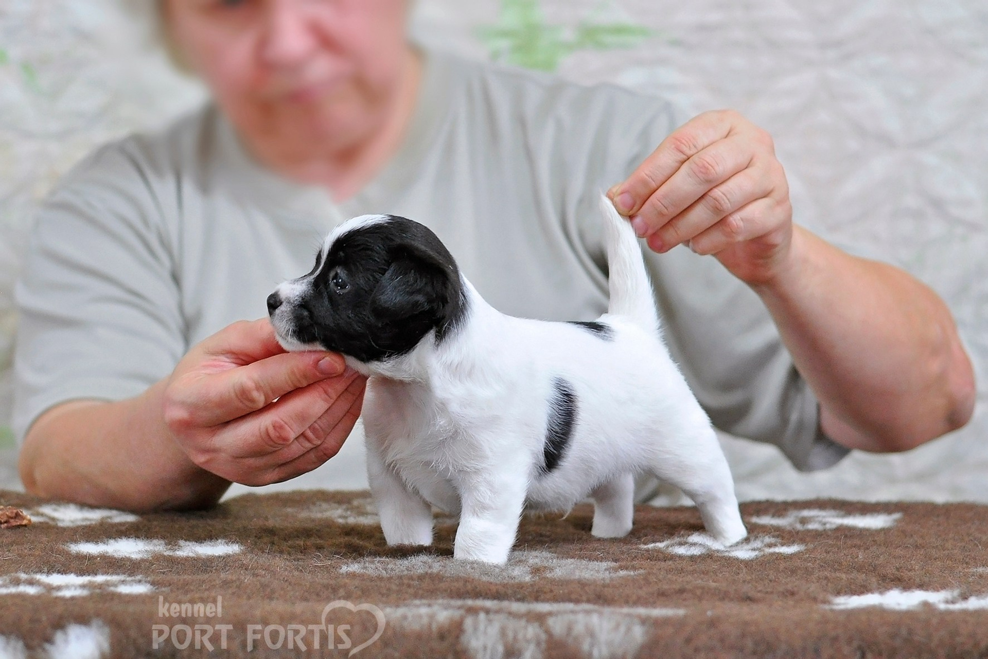 2026 Litter D male 5. Щенки джек рассел терьера, питомник РКФ, питомник джек рассел терьеров, питомник Порт Фортис, kennel PORT FORTIS