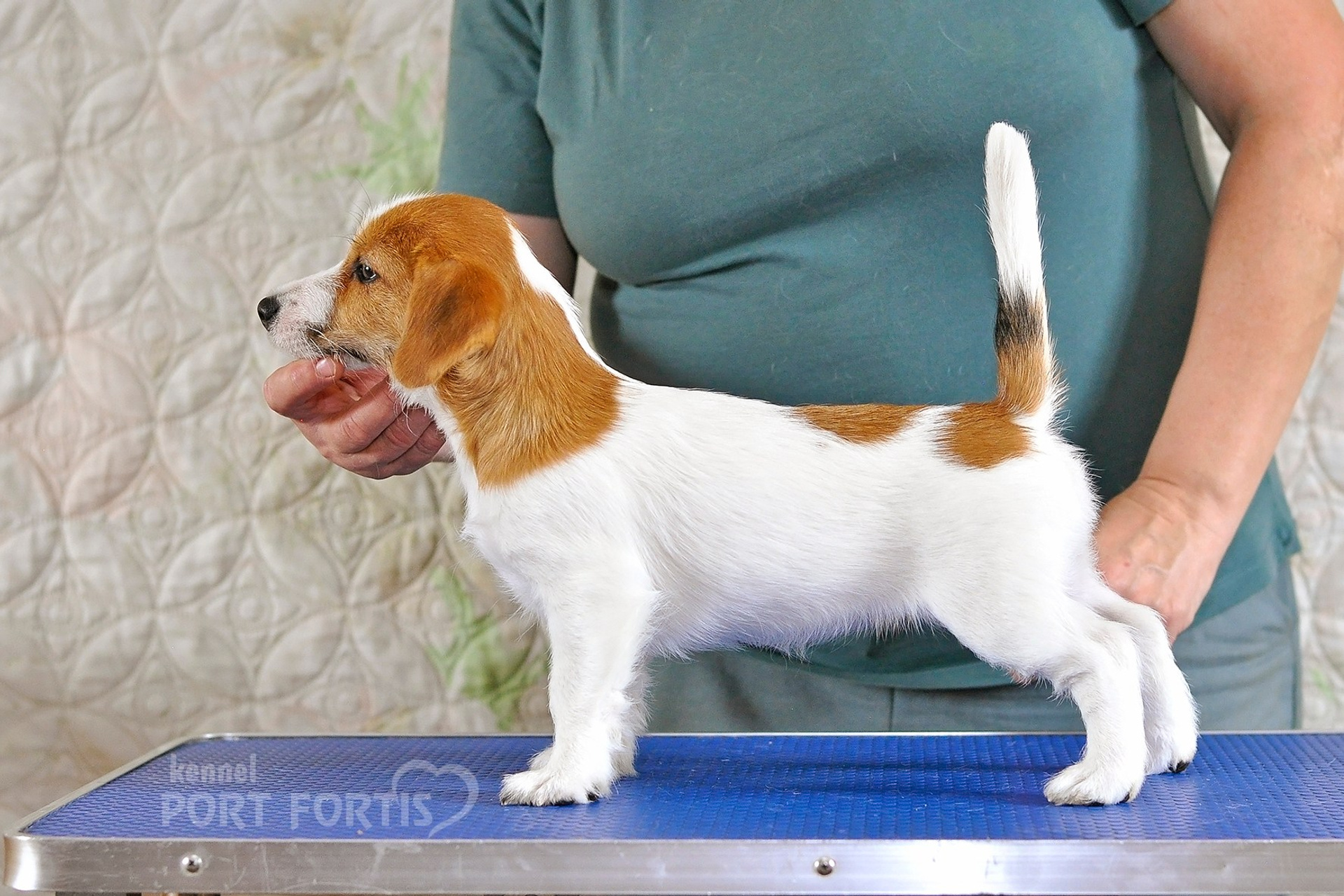 2026 Litter F female 2. Щенки джек рассел терьера, питомник РКФ, питомник джек рассел терьеров, питомник Порт Фортис, kennel PORT FORTIS