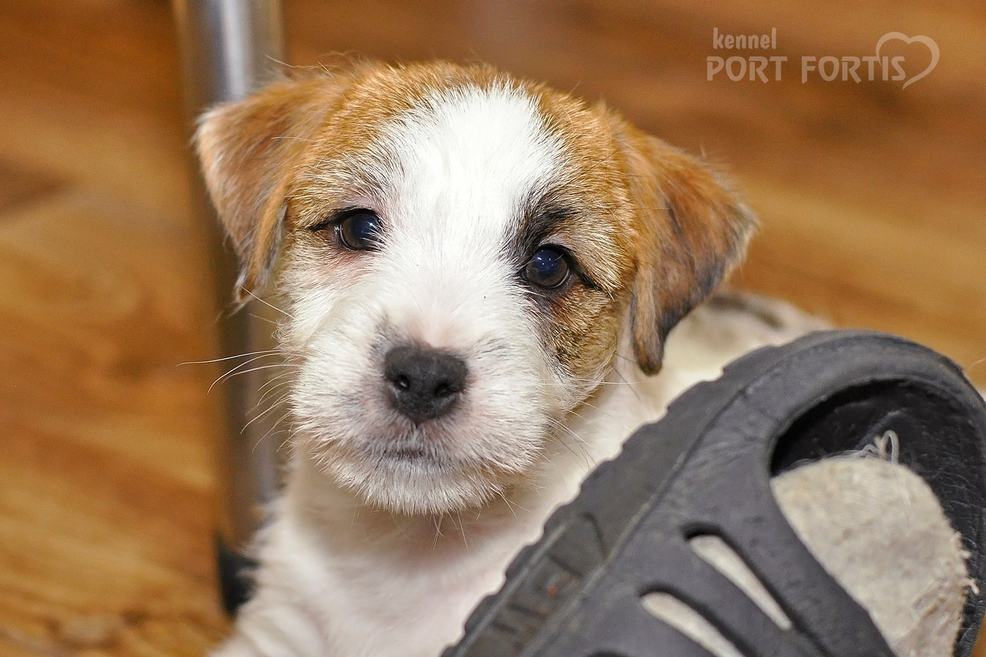 2025 Litter CH male 2. Щенки джек рассел терьера, питомник РКФ, питомник джек рассел терьеров, питомник Порт Фортис, kennel PORT FORTIS