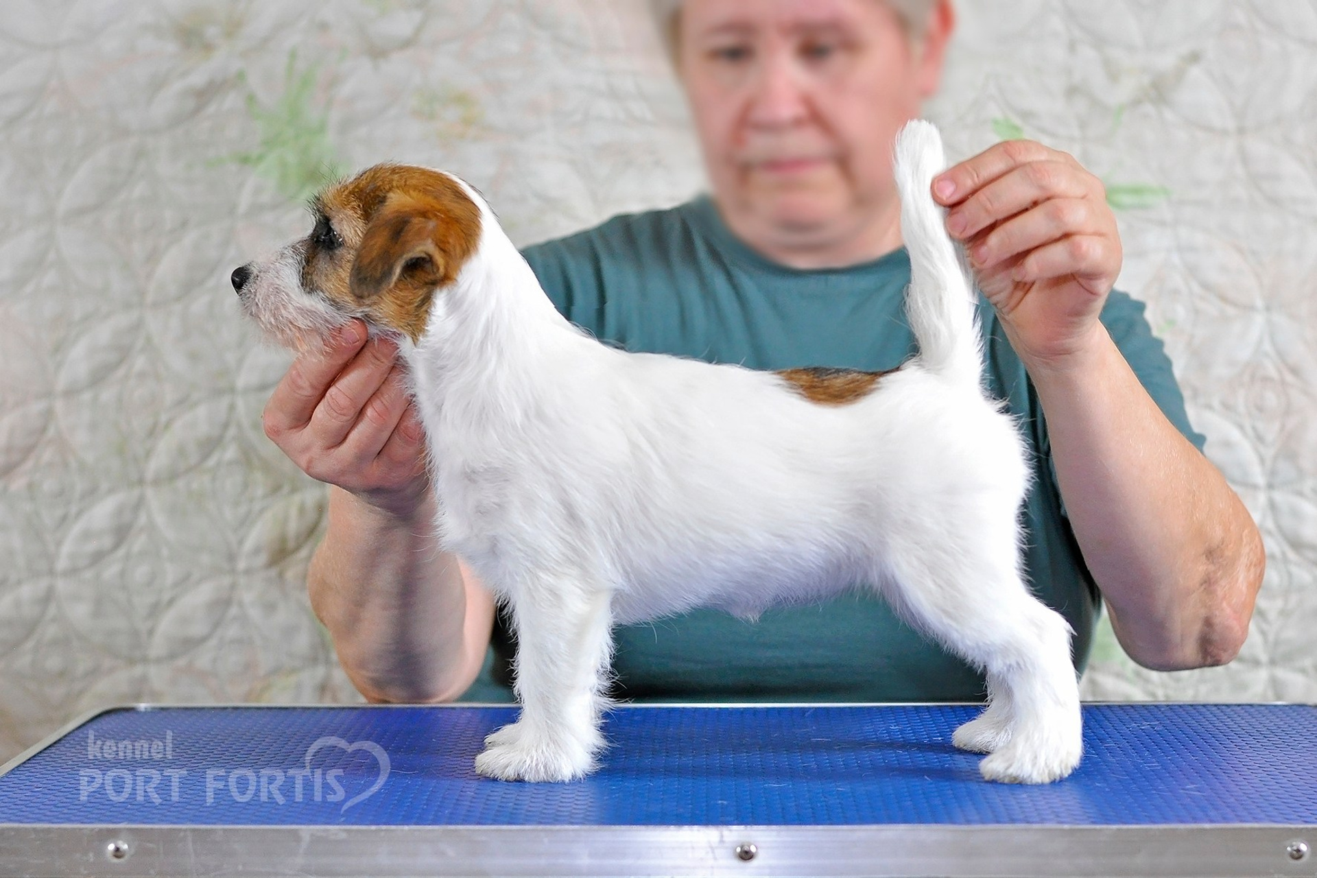 2026 Litter F female 1. Щенки джек рассел терьера, питомник РКФ, питомник джек рассел терьеров, питомник Порт Фортис, kennel PORT FORTIS