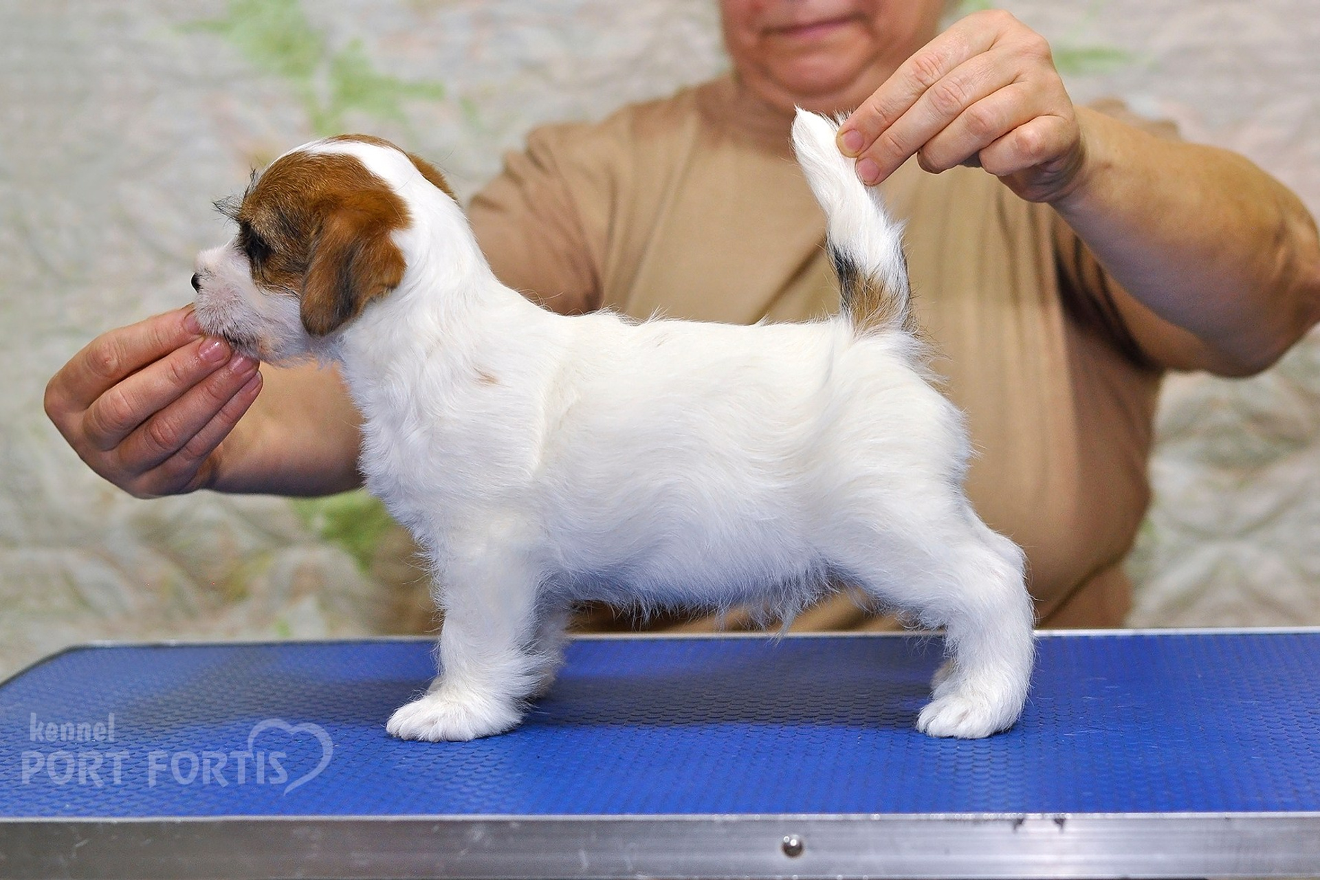 2025 Litter CH male 1. Щенки джек рассел терьера, питомник РКФ, питомник джек рассел терьеров, питомник Порт Фортис, kennel PORT FORTIS