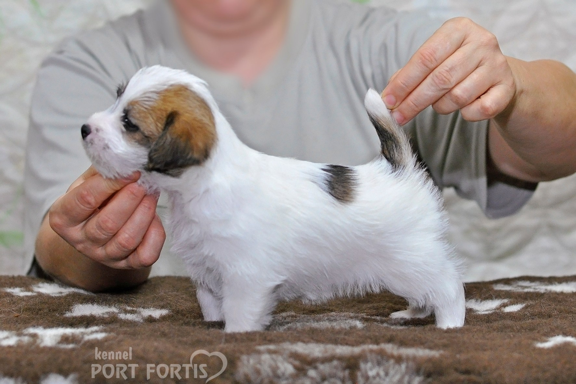 2026 Litter D male 2. Щенки джек рассел терьера, питомник РКФ, питомник джек рассел терьеров, питомник Порт Фортис, kennel PORT FORTIS