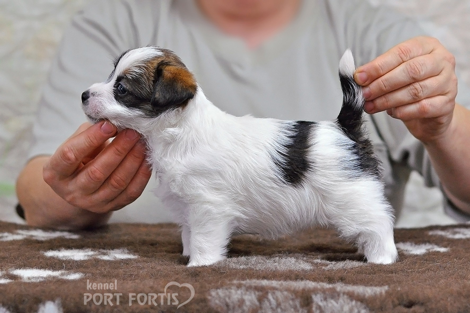 2026 Litter D female 1. Щенки джек рассел терьера, питомник РКФ, питомник джек рассел терьеров, питомник Порт Фортис, kennel PORT FORTIS