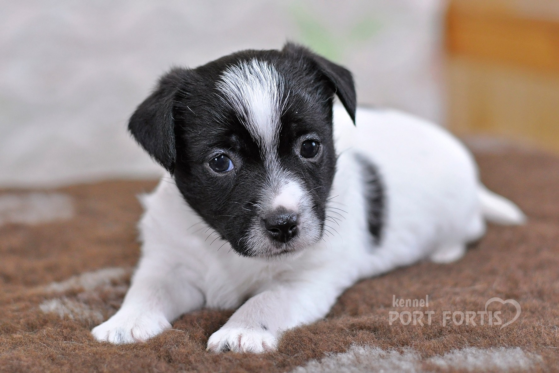 2026 Litter D male 5. Щенки джек рассел терьера, питомник РКФ, питомник джек рассел терьеров, питомник Порт Фортис, kennel PORT FORTIS