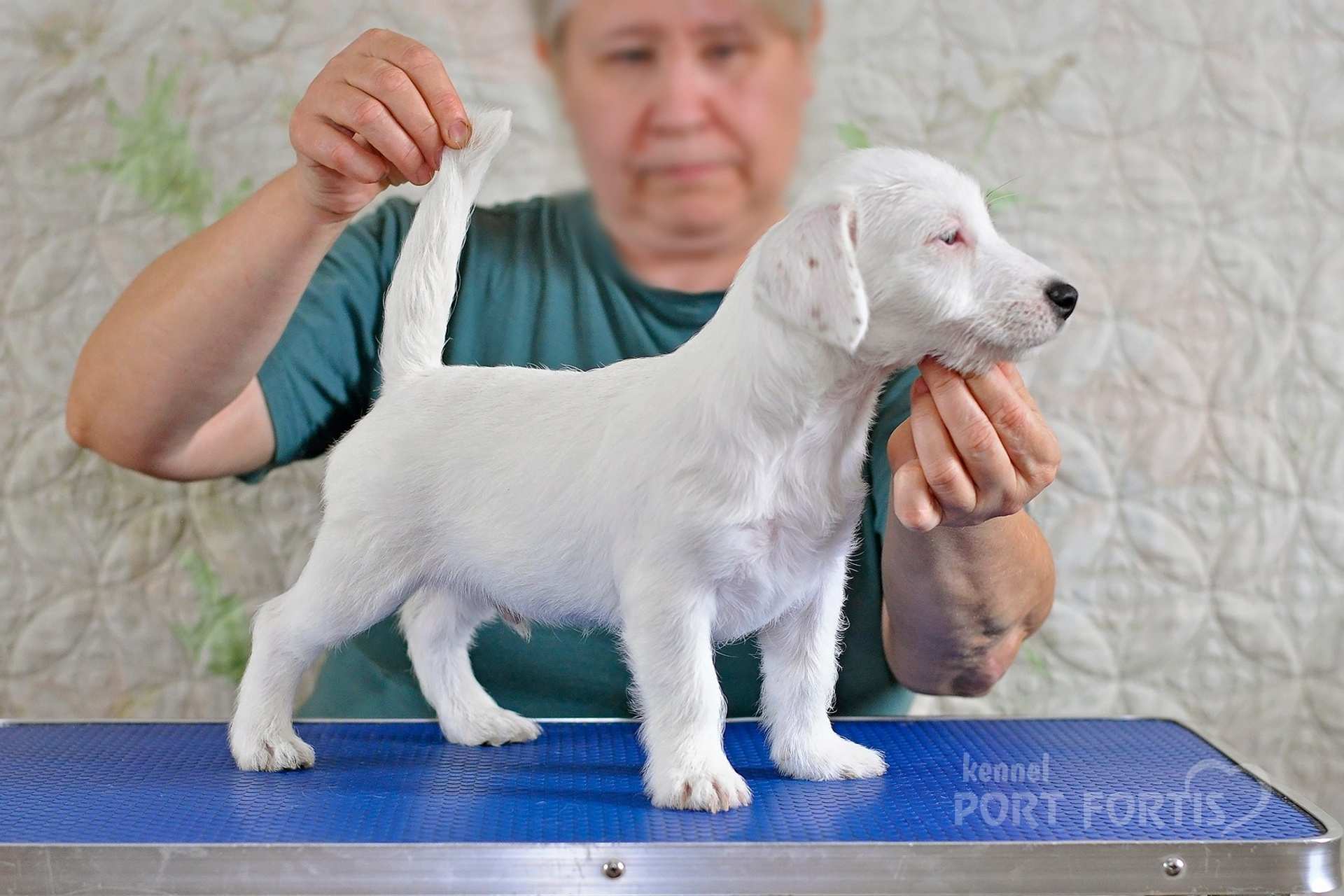 2026 Litter F male 1. Щенки джек рассел терьера, питомник РКФ, питомник джек рассел терьеров, питомник Порт Фортис, kennel PORT FORTIS