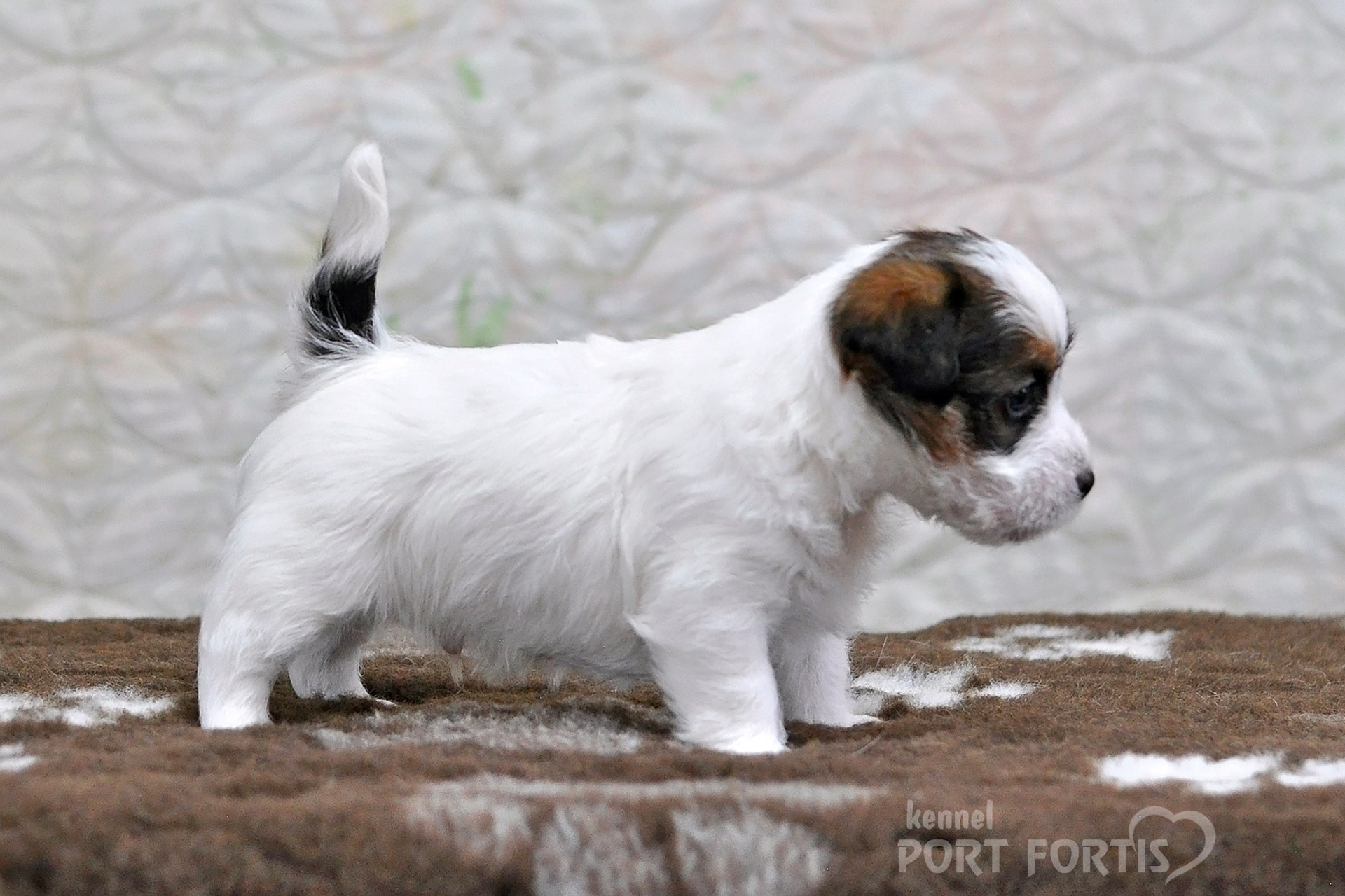 2026 Litter D male 1. Щенки джек рассел терьера, питомник РКФ, питомник джек рассел терьеров, питомник Порт Фортис, kennel PORT FORTIS