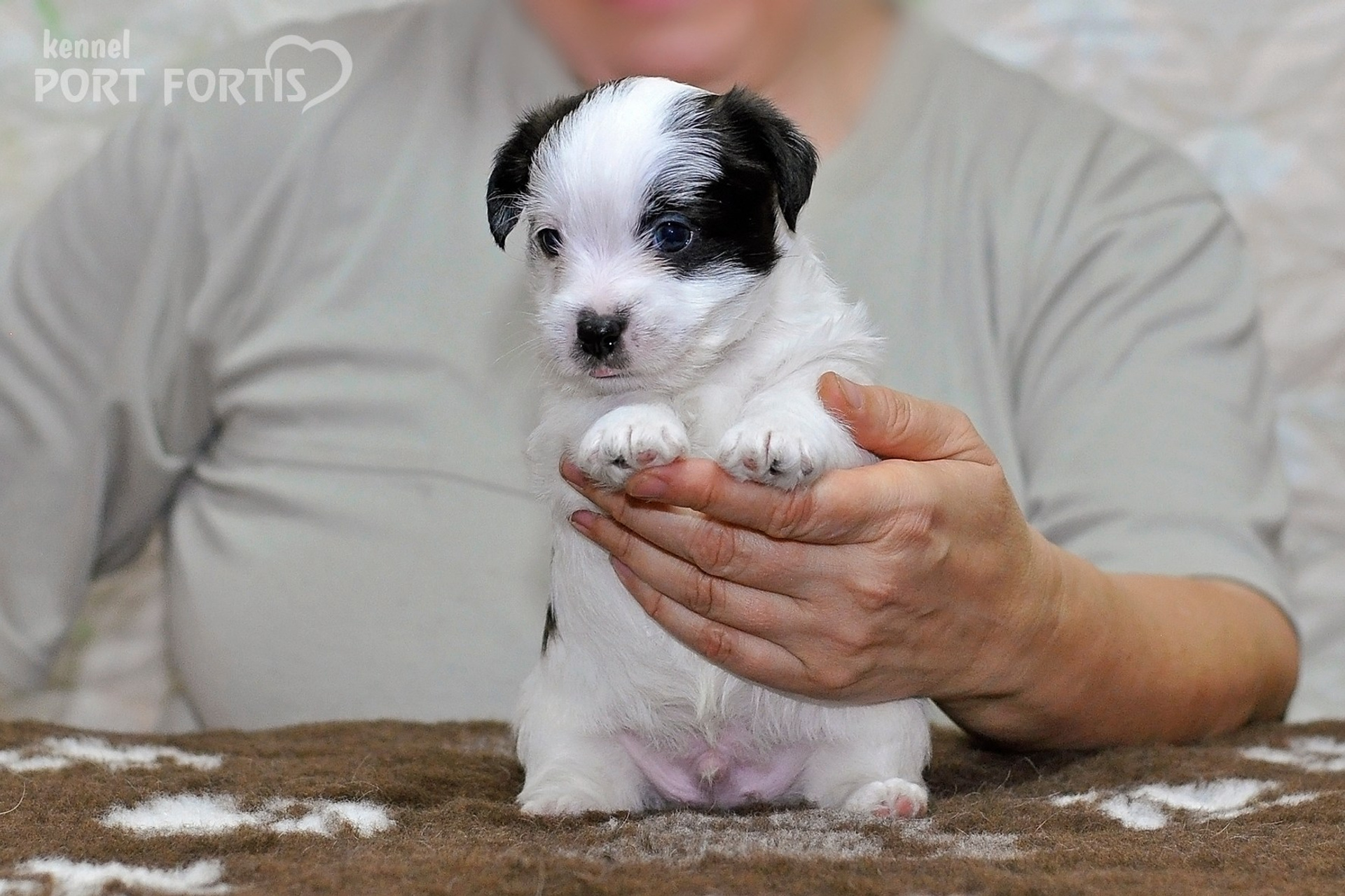 2026 Litter D male 3. Щенки джек рассел терьера, питомник РКФ, питомник джек рассел терьеров, питомник Порт Фортис, kennel PORT FORTIS