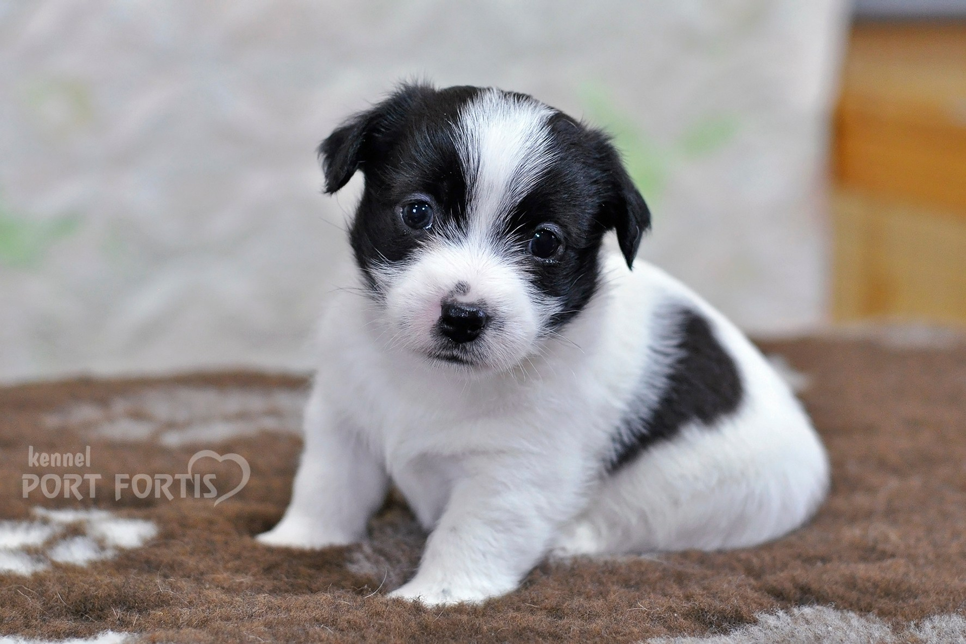 2026 Litter D male 4. Щенки джек рассел терьера, питомник РКФ, питомник джек рассел терьеров, питомник Порт Фортис, kennel PORT FORTIS