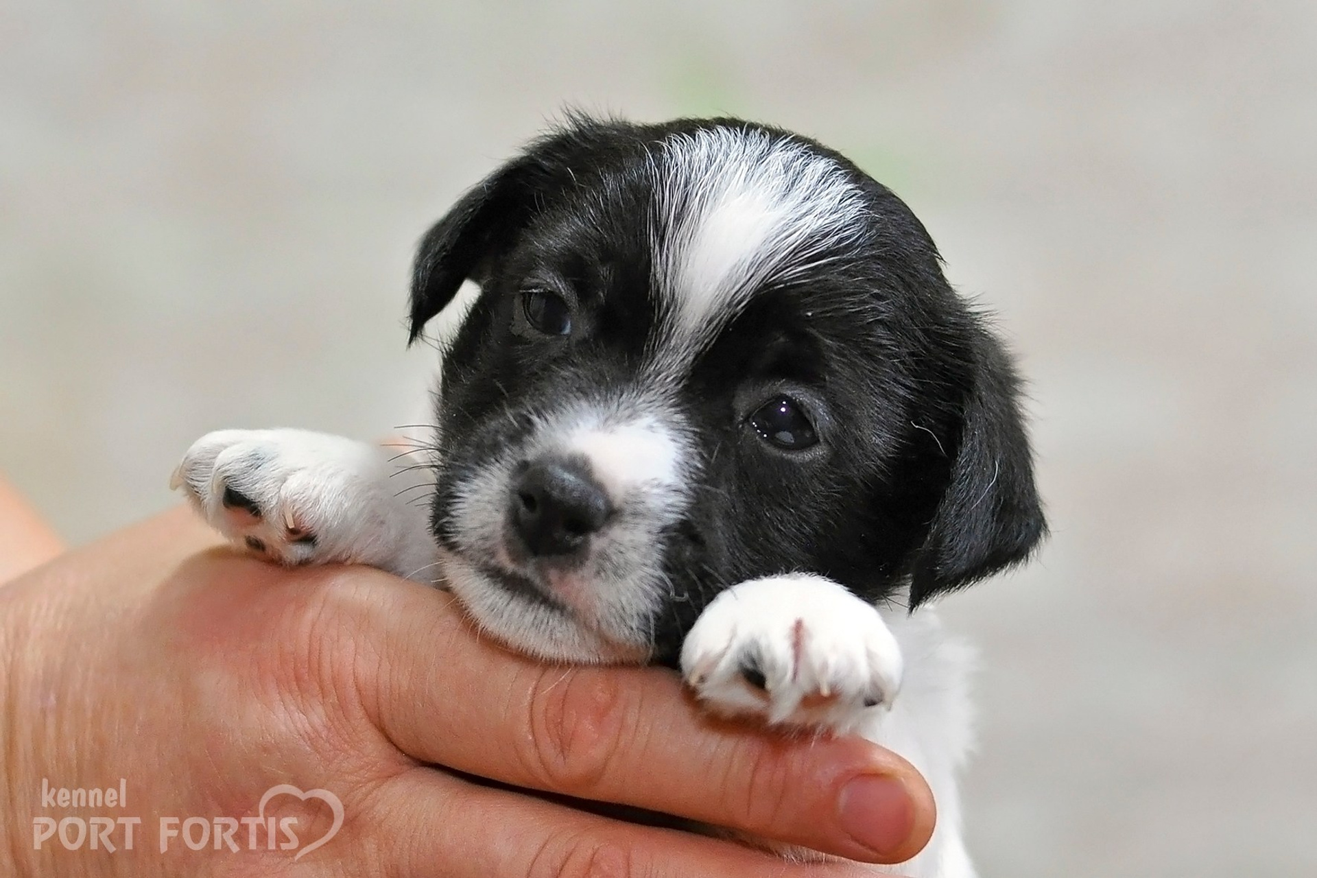 2026 Litter D male 5. Щенки джек рассел терьера, питомник РКФ, питомник джек рассел терьеров, питомник Порт Фортис, kennel PORT FORTIS