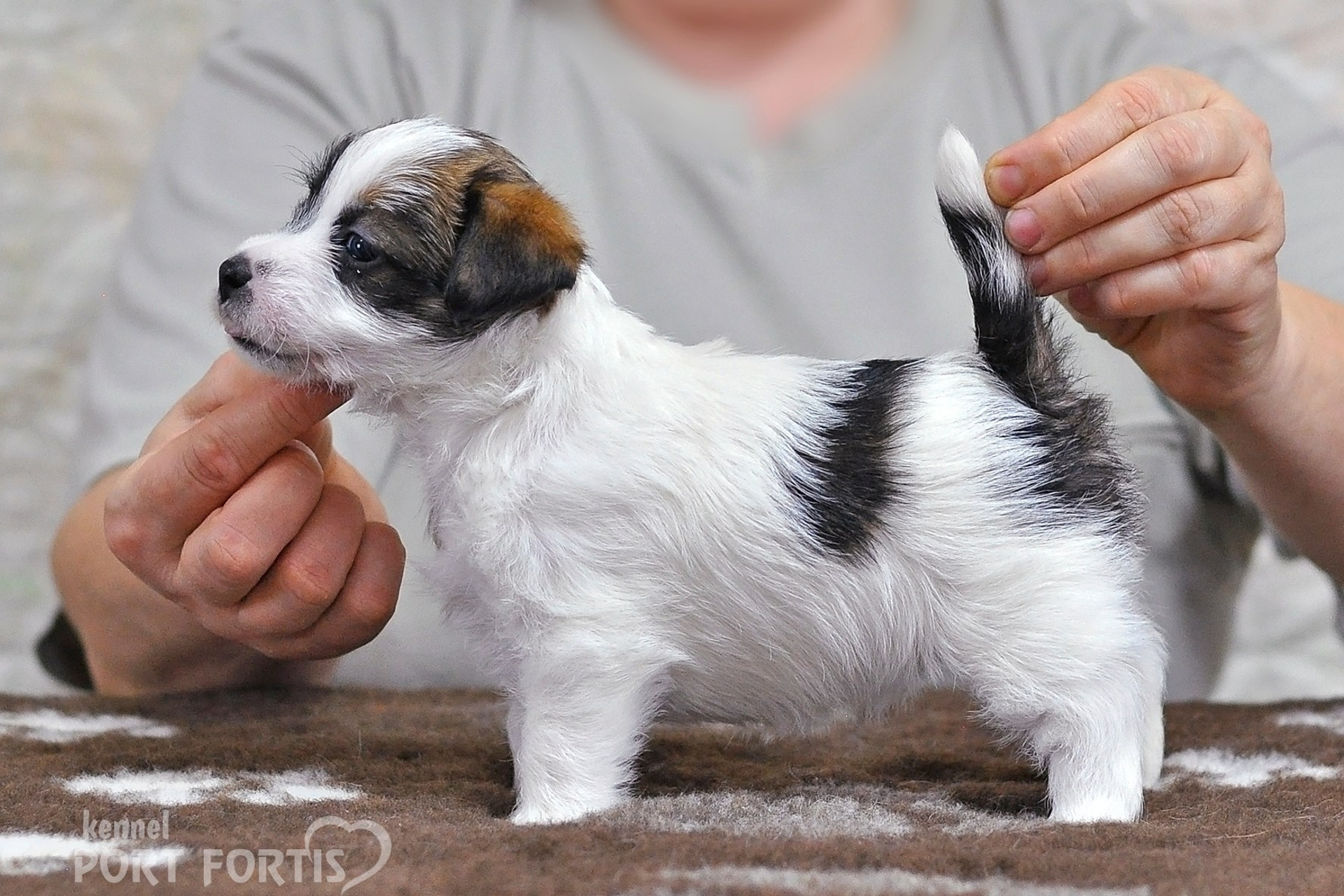 2026 Litter D female 1. Щенки джек рассел терьера, питомник РКФ, питомник джек рассел терьеров, питомник Порт Фортис, kennel PORT FORTIS