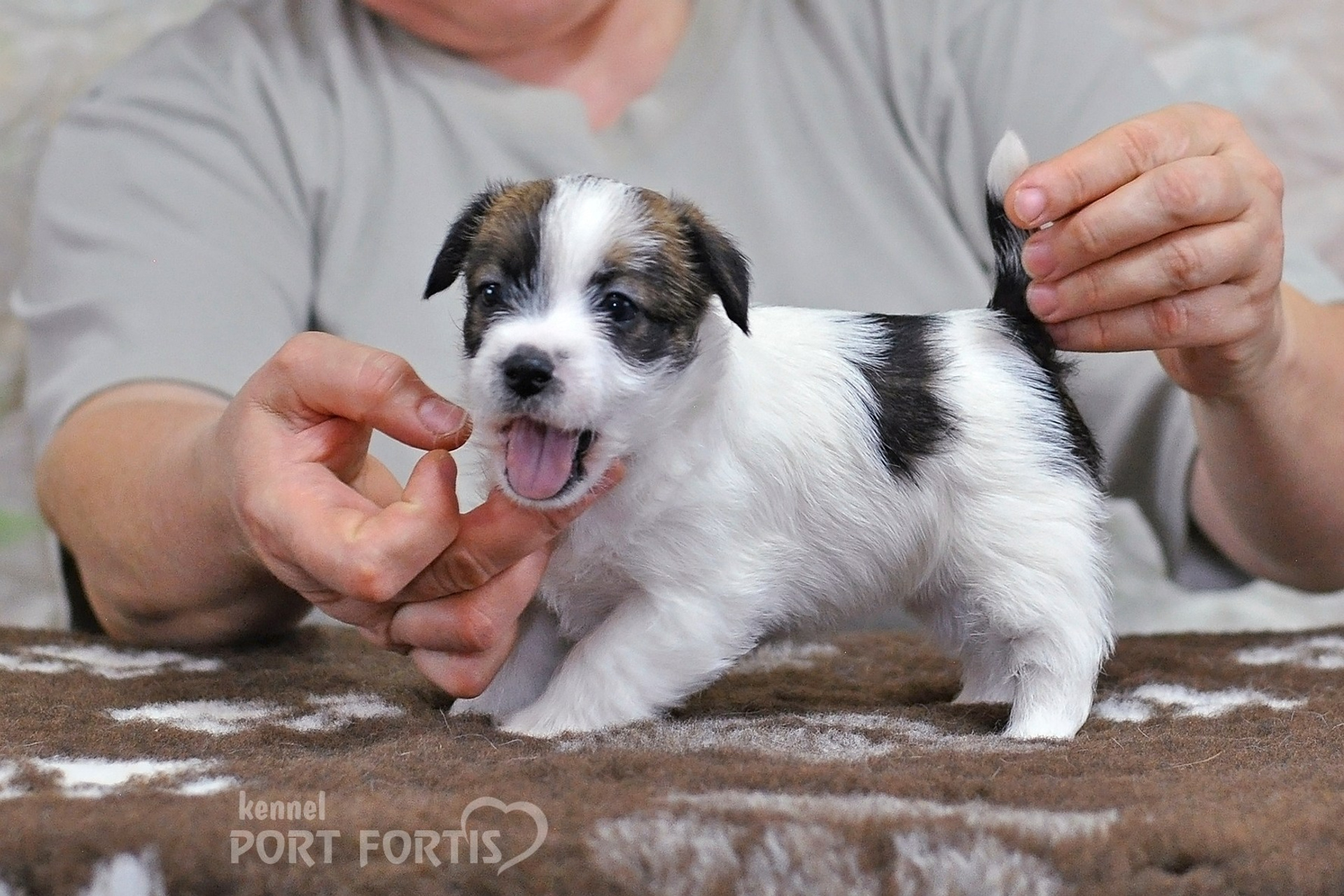 2026 Litter D female 1. Щенки джек рассел терьера, питомник РКФ, питомник джек рассел терьеров, питомник Порт Фортис, kennel PORT FORTIS