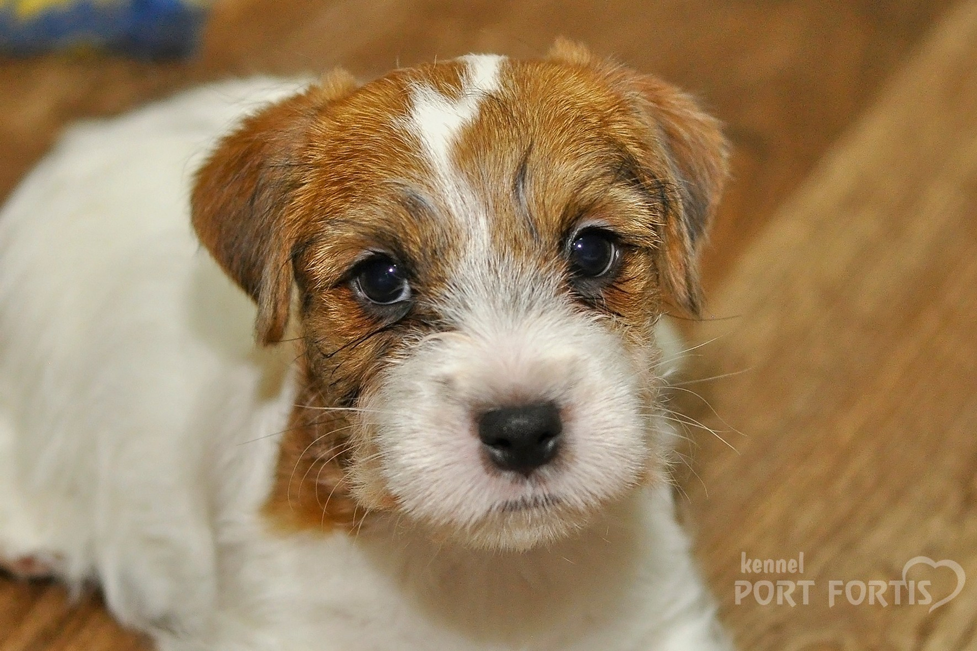 2025 Litter CH male 1. Щенки джек рассел терьера, питомник РКФ, питомник джек рассел терьеров, питомник Порт Фортис, kennel PORT FORTIS