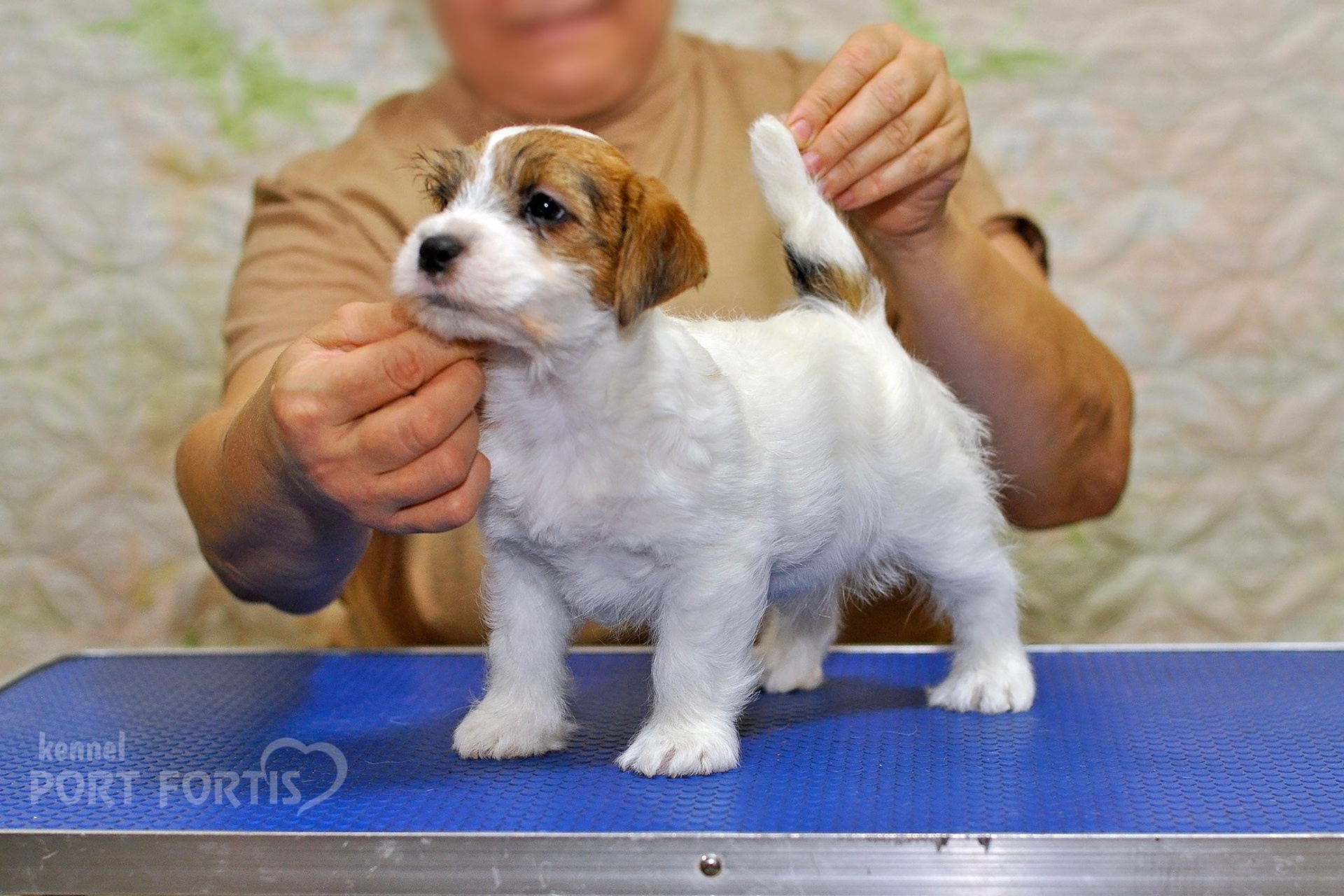 2025 Litter CH male 1. Щенки джек рассел терьера, питомник РКФ, питомник джек рассел терьеров, питомник Порт Фортис, kennel PORT FORTIS