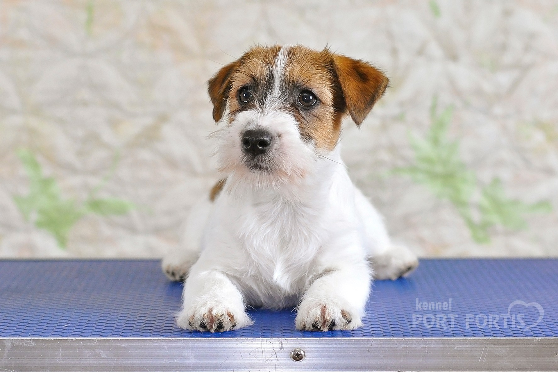2026 Litter F female 1. Щенки джек рассел терьера, питомник РКФ, питомник джек рассел терьеров, питомник Порт Фортис, kennel PORT FORTIS