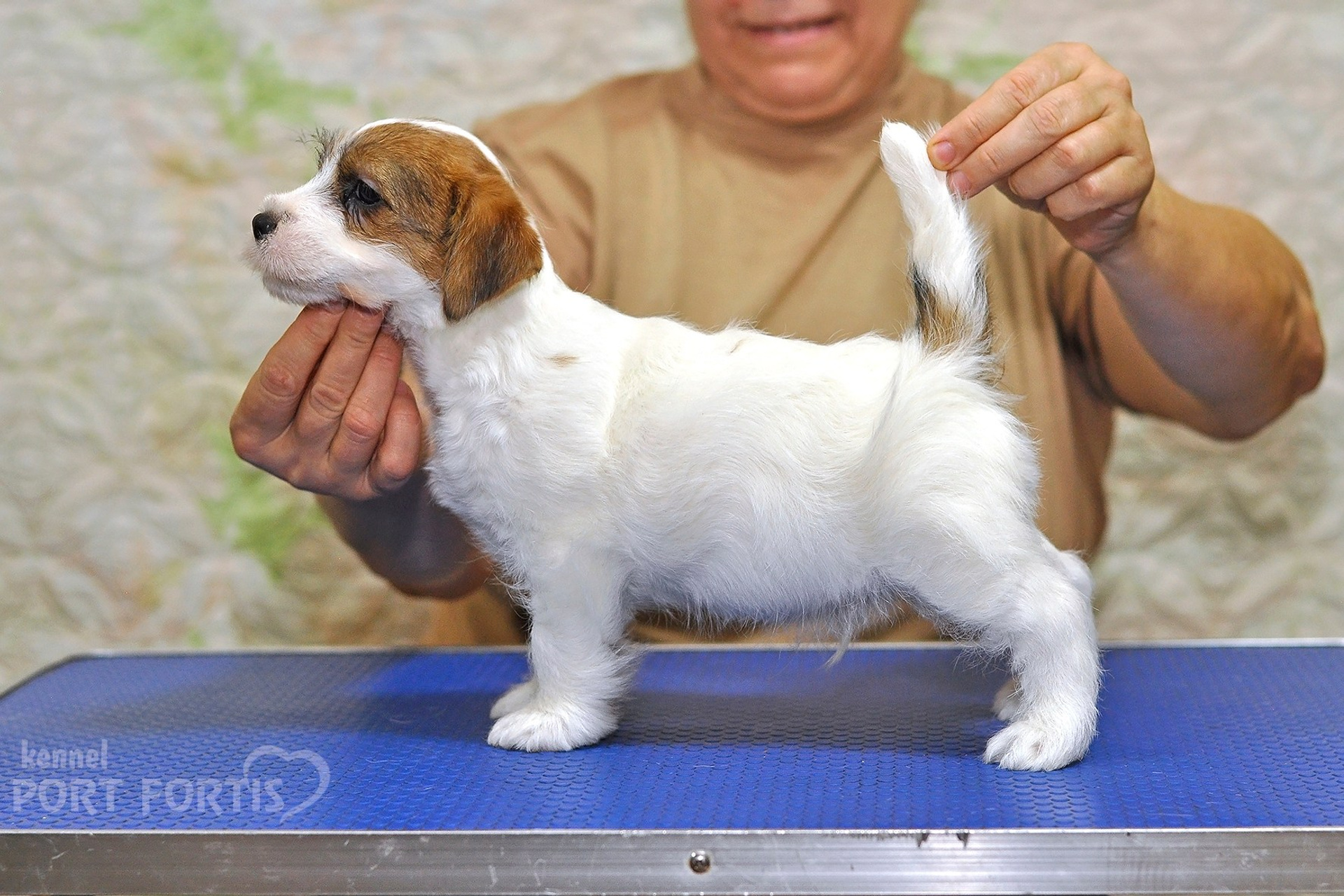 2025 Litter CH male 1. Щенки джек рассел терьера, питомник РКФ, питомник джек рассел терьеров, питомник Порт Фортис, kennel PORT FORTIS