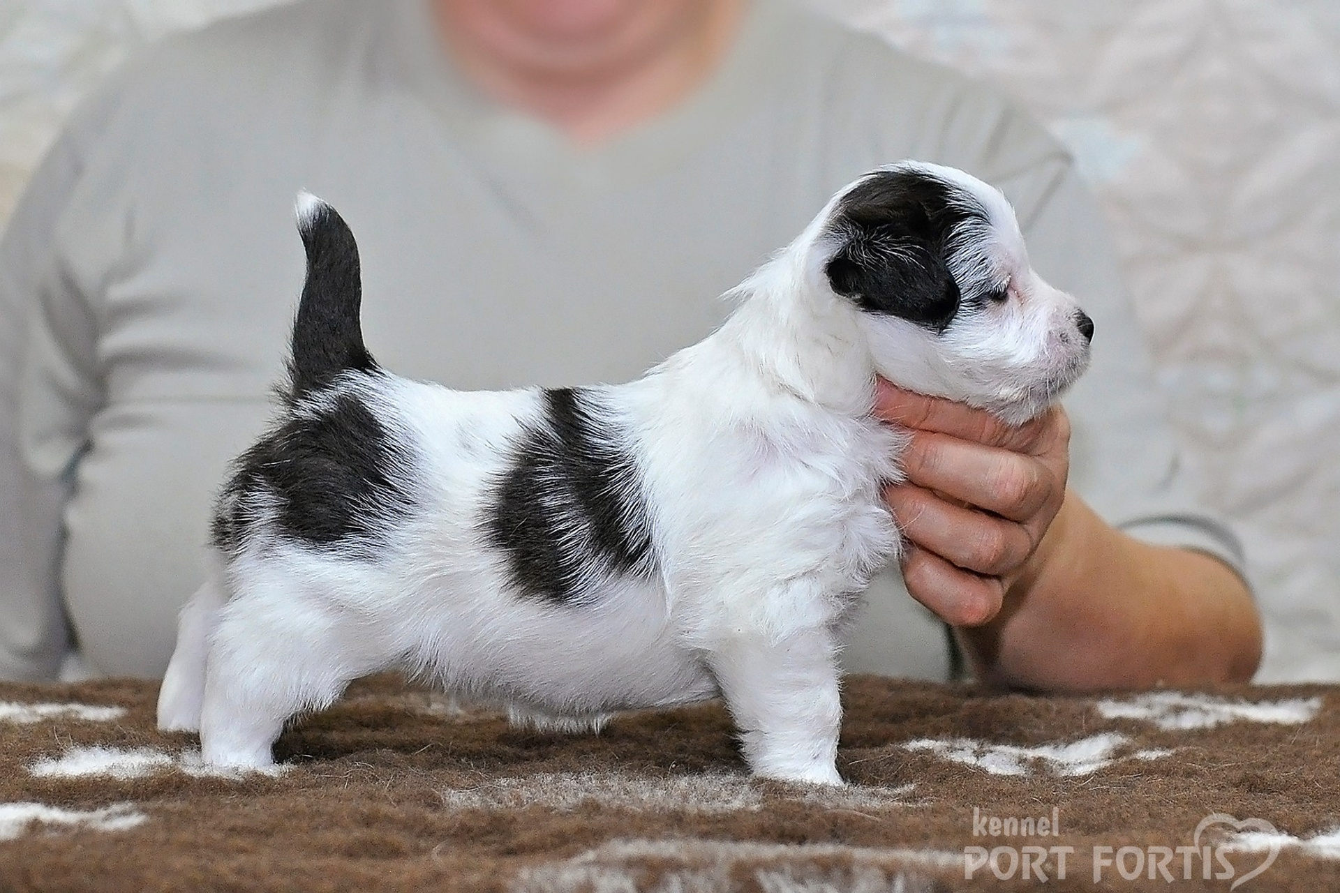 2026 Litter D male 3. Щенки джек рассел терьера, питомник РКФ, питомник джек рассел терьеров, питомник Порт Фортис, kennel PORT FORTIS