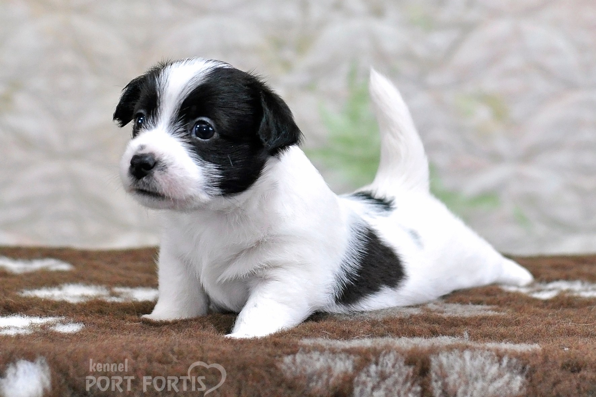 2026 Litter D male 4. Щенки джек рассел терьера, питомник РКФ, питомник джек рассел терьеров, питомник Порт Фортис, kennel PORT FORTIS