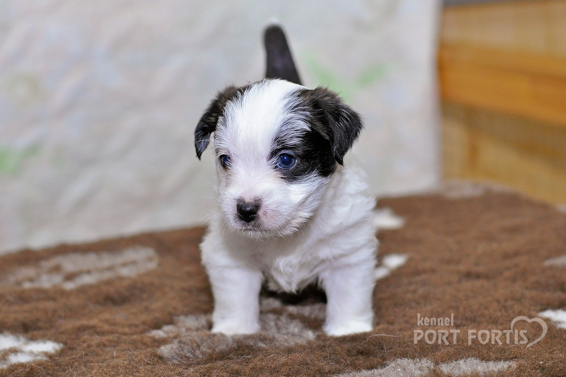 2026 Litter D male 3. Щенки джек рассел терьера, питомник РКФ, питомник джек рассел терьеров, питомник Порт Фортис, kennel PORT FORTIS