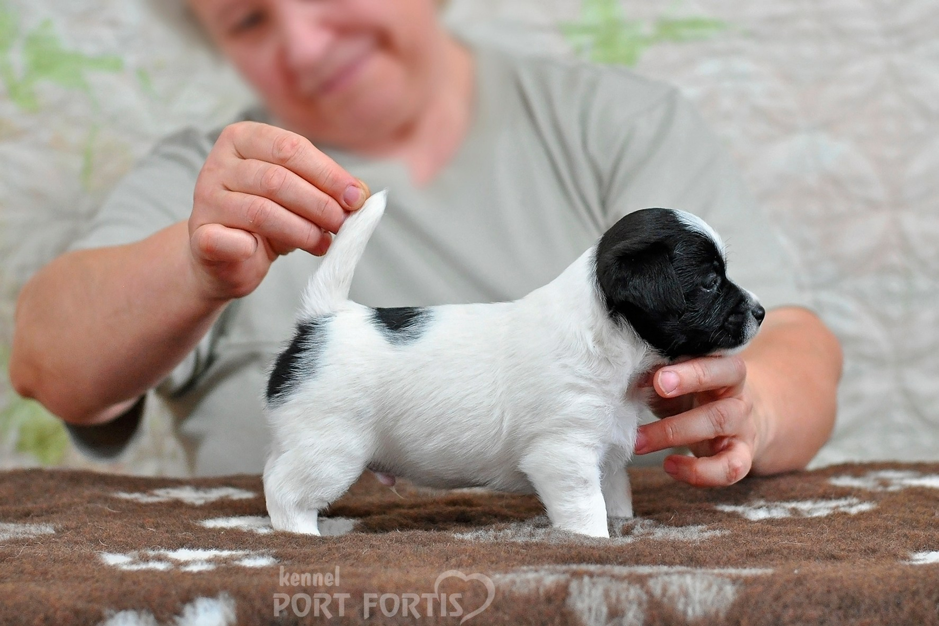 2026 Litter D male 5. Щенки джек рассел терьера, питомник РКФ, питомник джек рассел терьеров, питомник Порт Фортис, kennel PORT FORTIS
