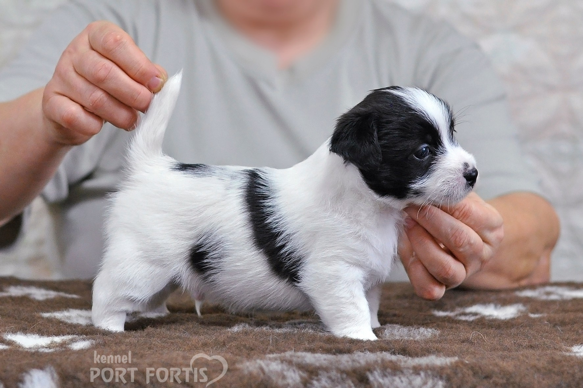 2026 Litter D male 4. Щенки джек рассел терьера, питомник РКФ, питомник джек рассел терьеров, питомник Порт Фортис, kennel PORT FORTIS