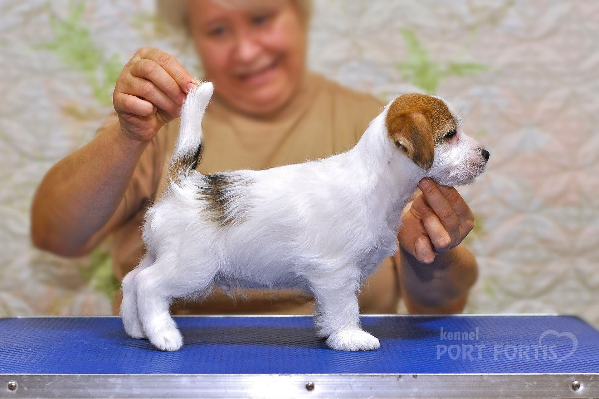 2025 Litter CH male 2. Щенки джек рассел терьера, питомник РКФ, питомник джек рассел терьеров, питомник Порт Фортис, kennel PORT FORTIS