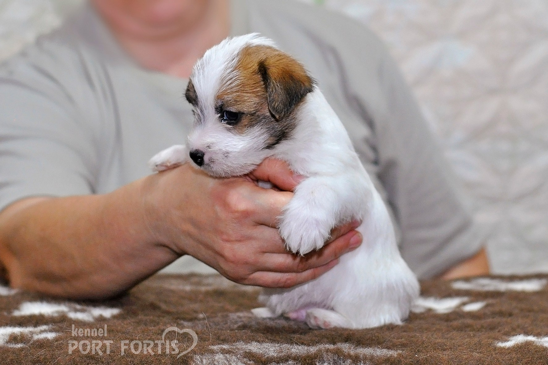 2026 Litter D male 2. Щенки джек рассел терьера, питомник РКФ, питомник джек рассел терьеров, питомник Порт Фортис, kennel PORT FORTIS