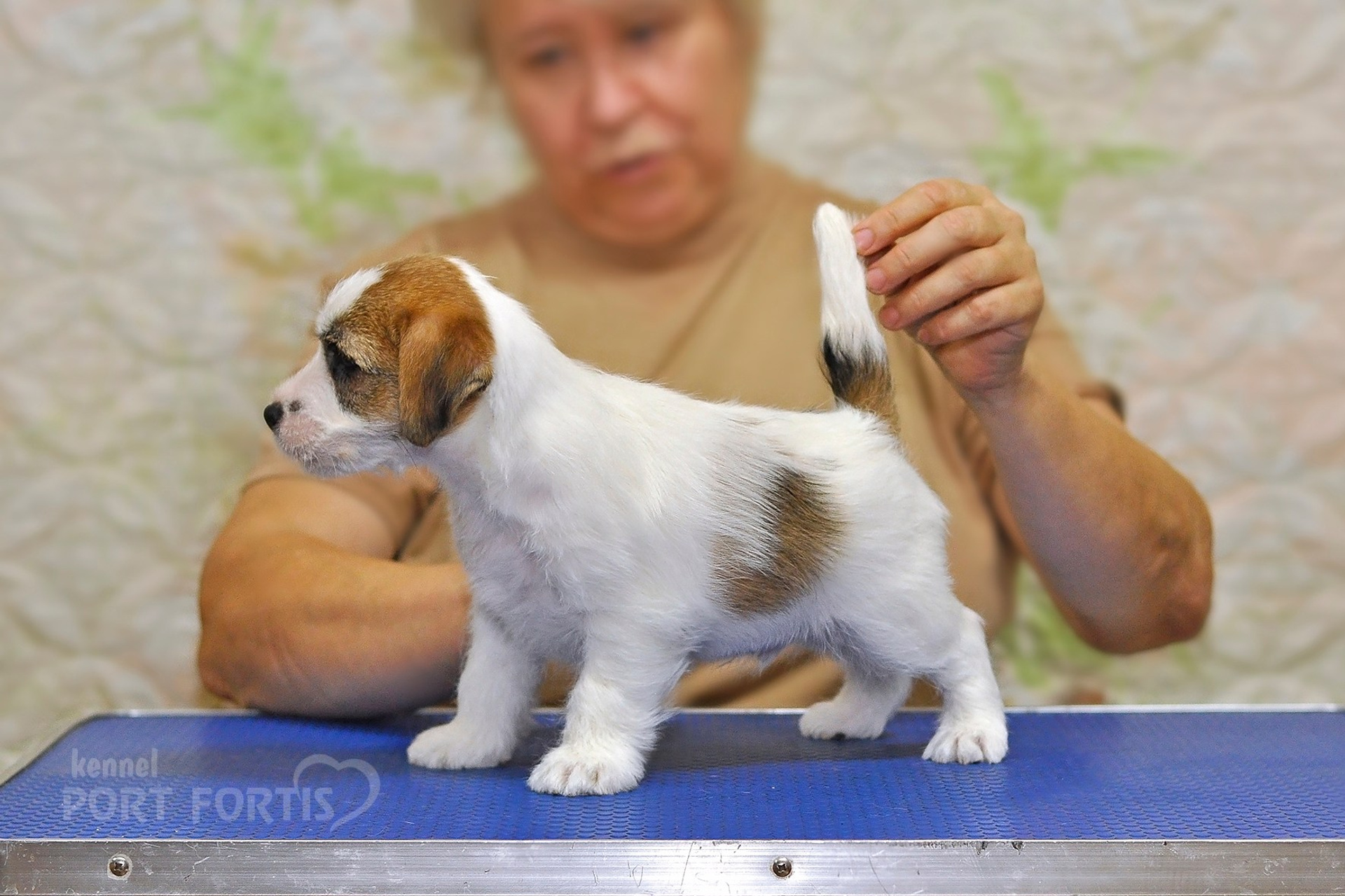 2025 Litter CH male 2. Щенки джек рассел терьера, питомник РКФ, питомник джек рассел терьеров, питомник Порт Фортис, kennel PORT FORTIS