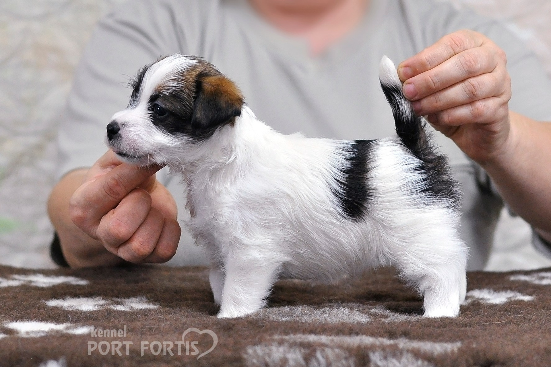 2026 Litter D female 1. Щенки джек рассел терьера, питомник РКФ, питомник джек рассел терьеров, питомник Порт Фортис, kennel PORT FORTIS