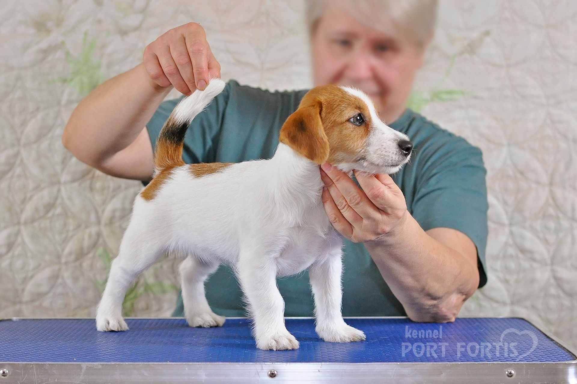 2026 Litter F female 2. Щенки джек рассел терьера, питомник РКФ, питомник джек рассел терьеров, питомник Порт Фортис, kennel PORT FORTIS