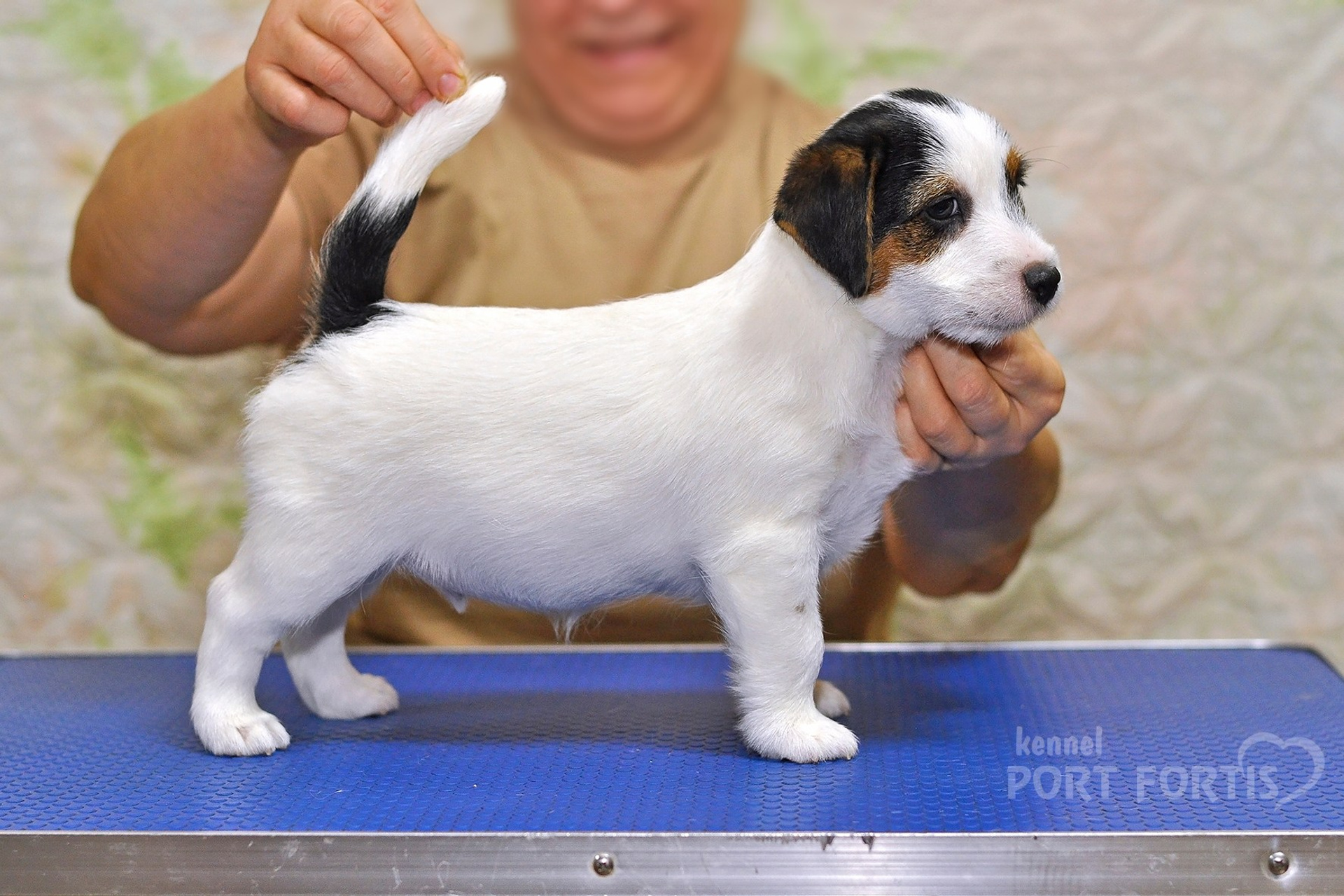 2025 Litter CH male 3. Щенки джек рассел терьера, питомник РКФ, питомник джек рассел терьеров, питомник Порт Фортис, kennel PORT FORTIS