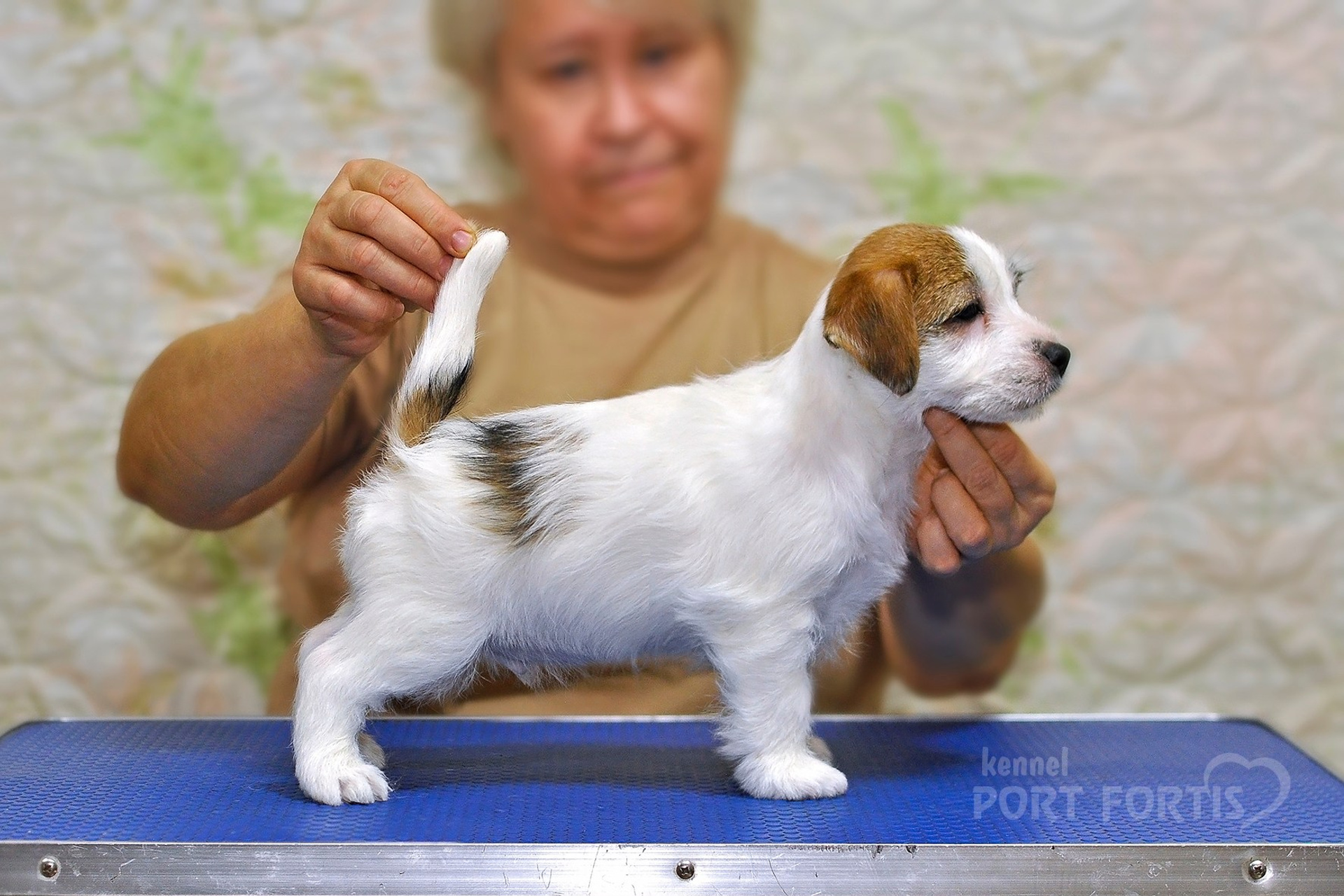 2025 Litter CH male 2. Щенки джек рассел терьера, питомник РКФ, питомник джек рассел терьеров, питомник Порт Фортис, kennel PORT FORTIS