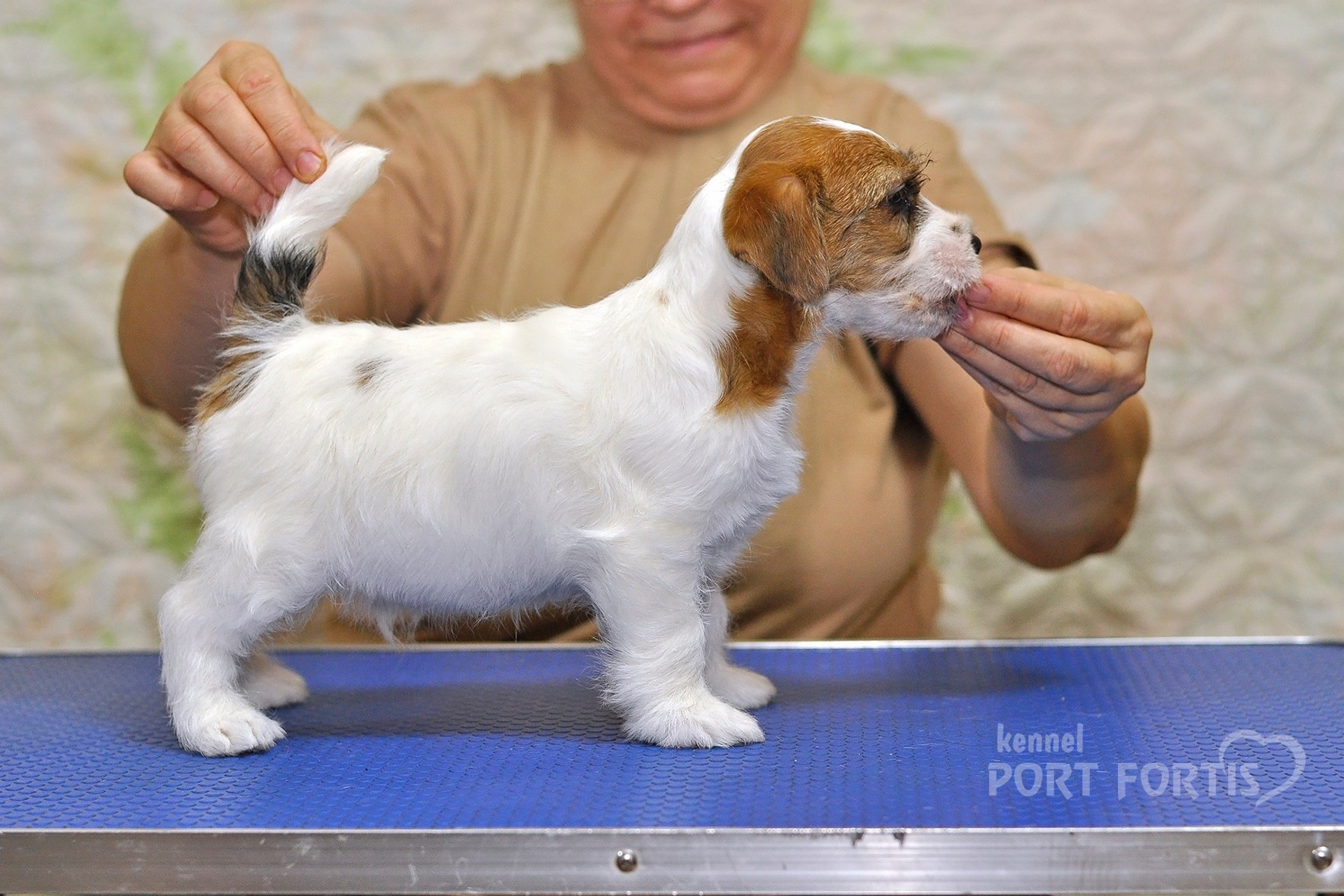 2025 Litter CH male 1. Щенки джек рассел терьера, питомник РКФ, питомник джек рассел терьеров, питомник Порт Фортис, kennel PORT FORTIS