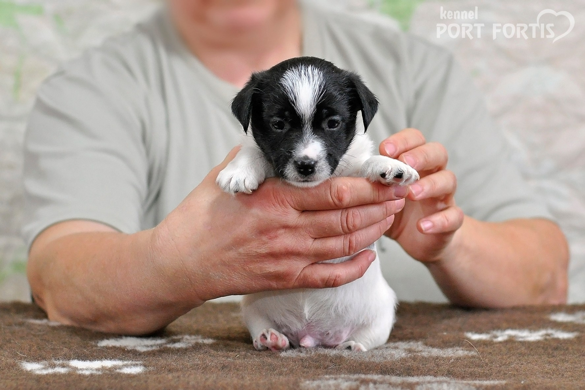 2026 Litter D male 5. Щенки джек рассел терьера, питомник РКФ, питомник джек рассел терьеров, питомник Порт Фортис, kennel PORT FORTIS