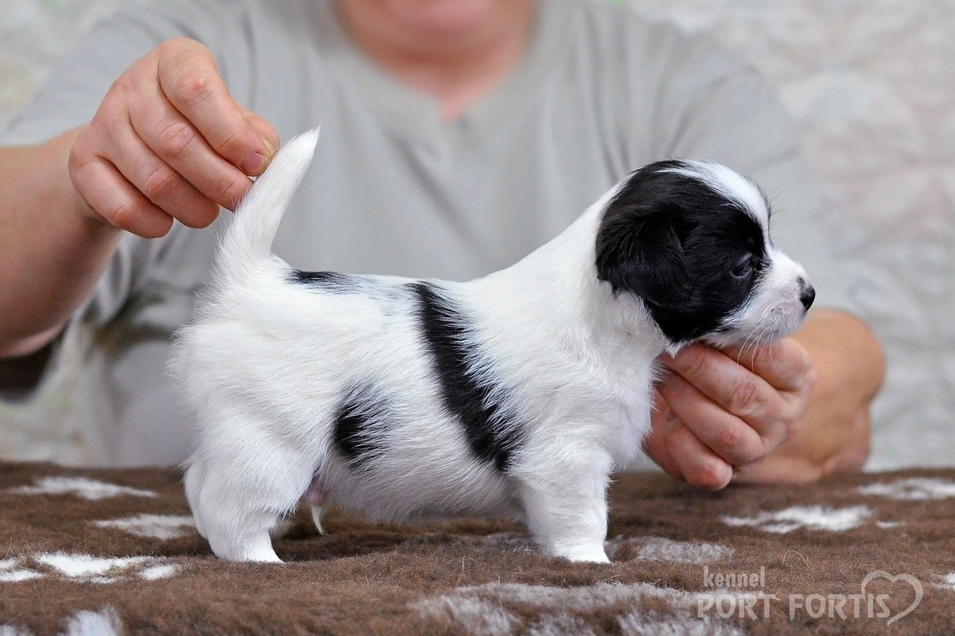 2026 Litter D male 4. Щенки джек рассел терьера, питомник РКФ, питомник джек рассел терьеров, питомник Порт Фортис, kennel PORT FORTIS