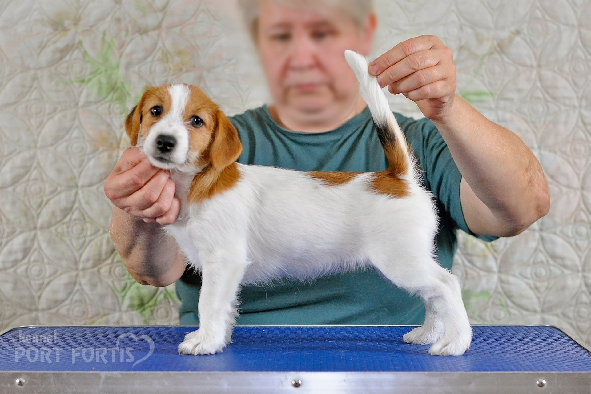 2026 Litter F female 2. Щенки джек рассел терьера, питомник РКФ, питомник джек рассел терьеров, питомник Порт Фортис, kennel PORT FORTIS