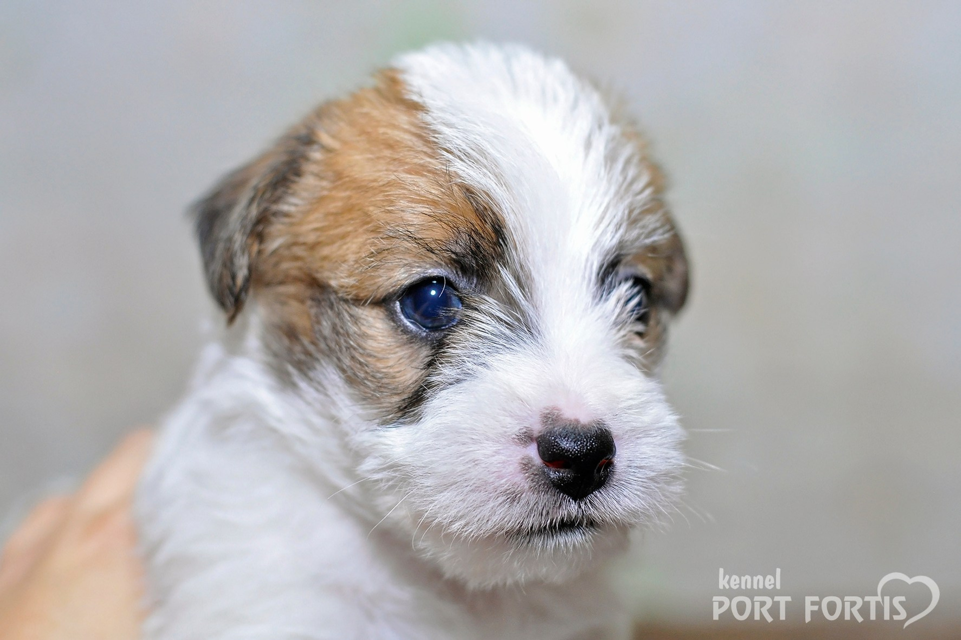 2026 Litter D male 2. Щенки джек рассел терьера, питомник РКФ, питомник джек рассел терьеров, питомник Порт Фортис, kennel PORT FORTIS