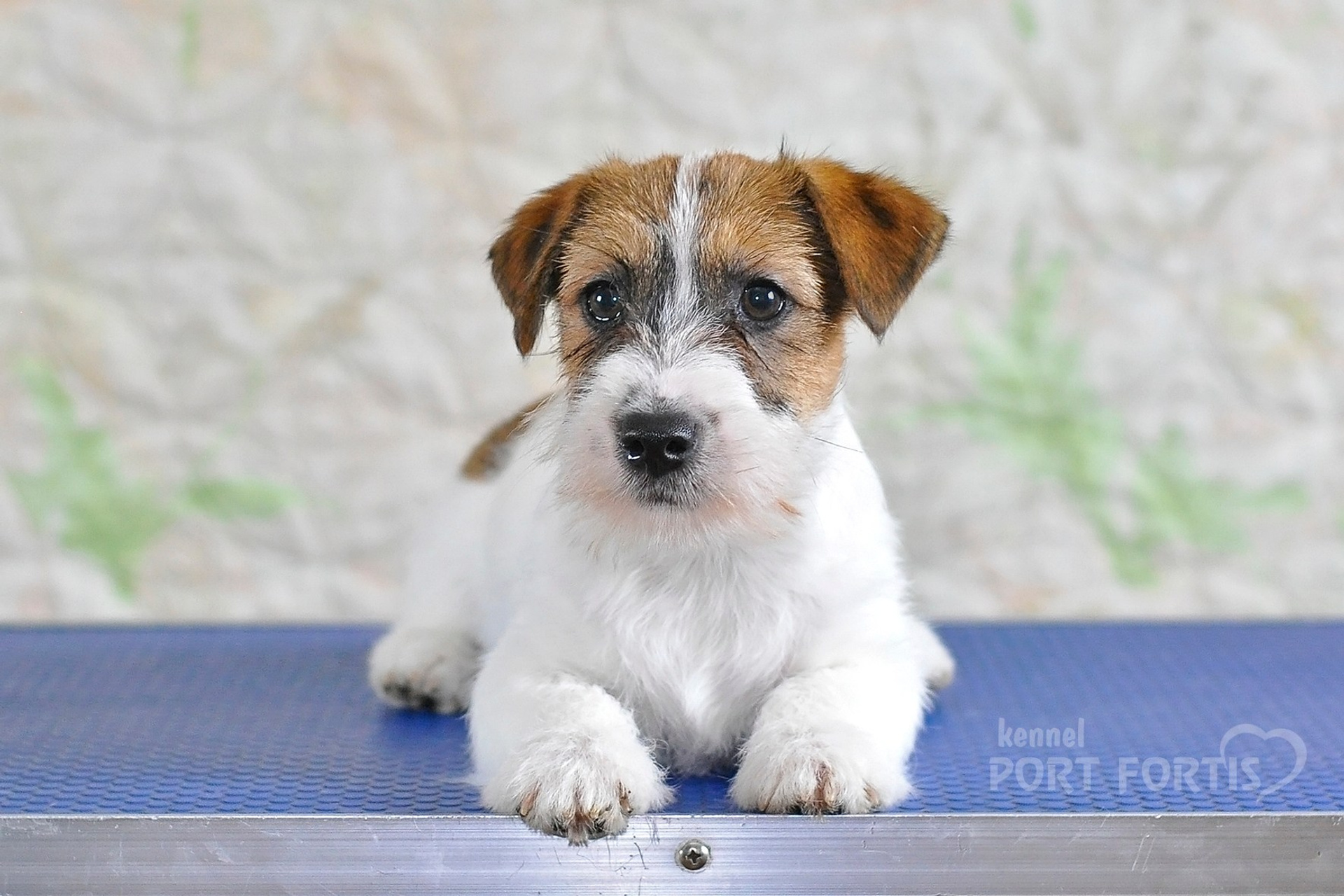 2026 Litter F female 1. Щенки джек рассел терьера, питомник РКФ, питомник джек рассел терьеров, питомник Порт Фортис, kennel PORT FORTIS