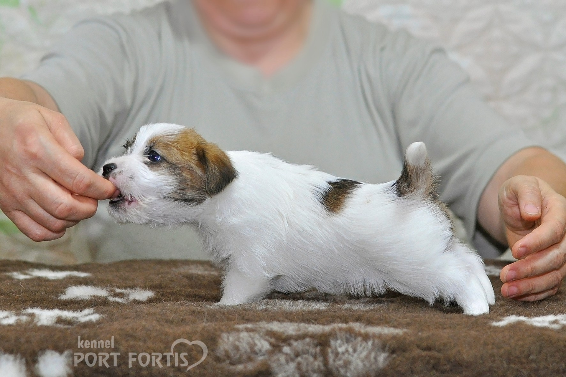 2026 Litter D male 2. Щенки джек рассел терьера, питомник РКФ, питомник джек рассел терьеров, питомник Порт Фортис, kennel PORT FORTIS