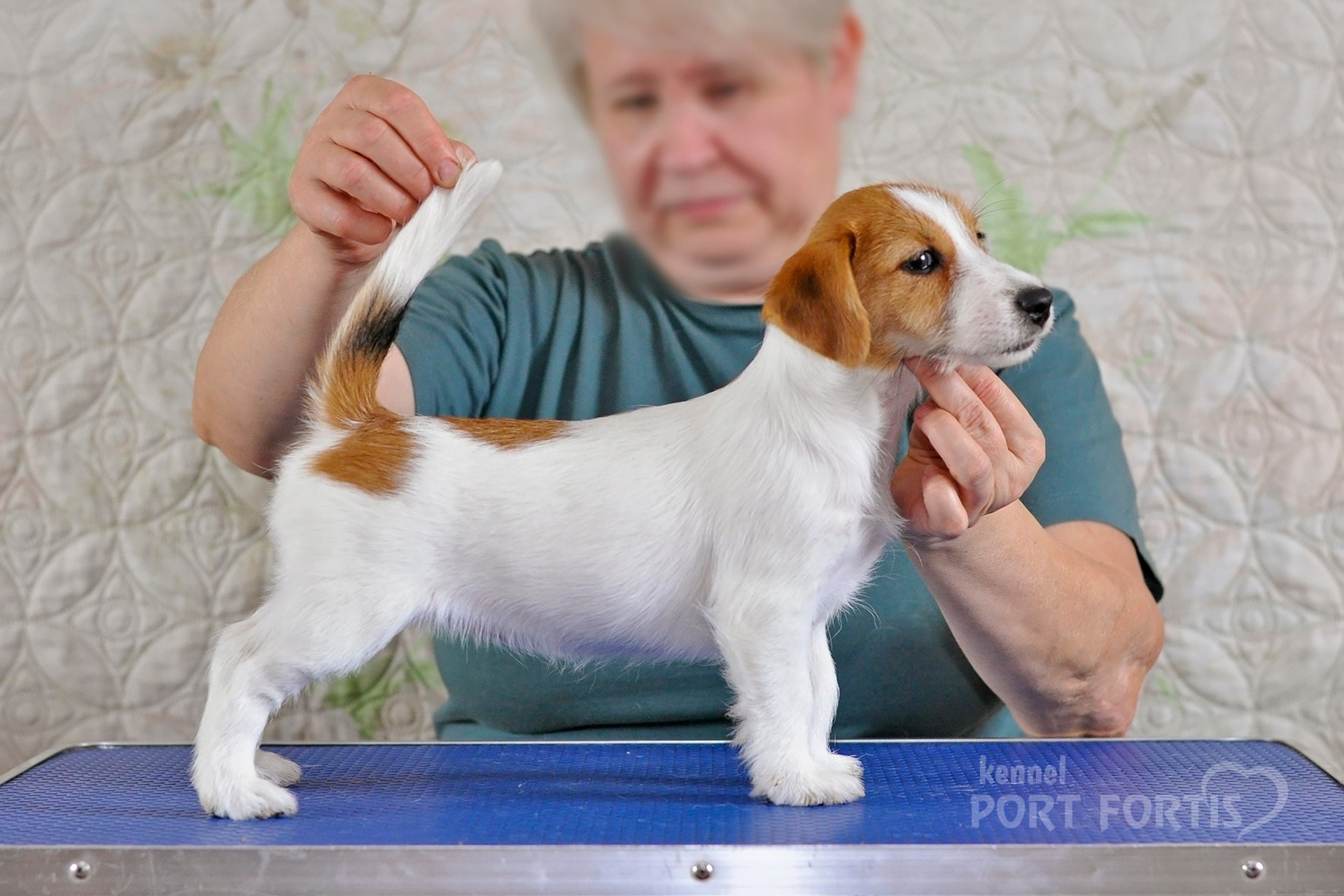 2026 Litter F female 2. Щенки джек рассел терьера, питомник РКФ, питомник джек рассел терьеров, питомник Порт Фортис, kennel PORT FORTIS