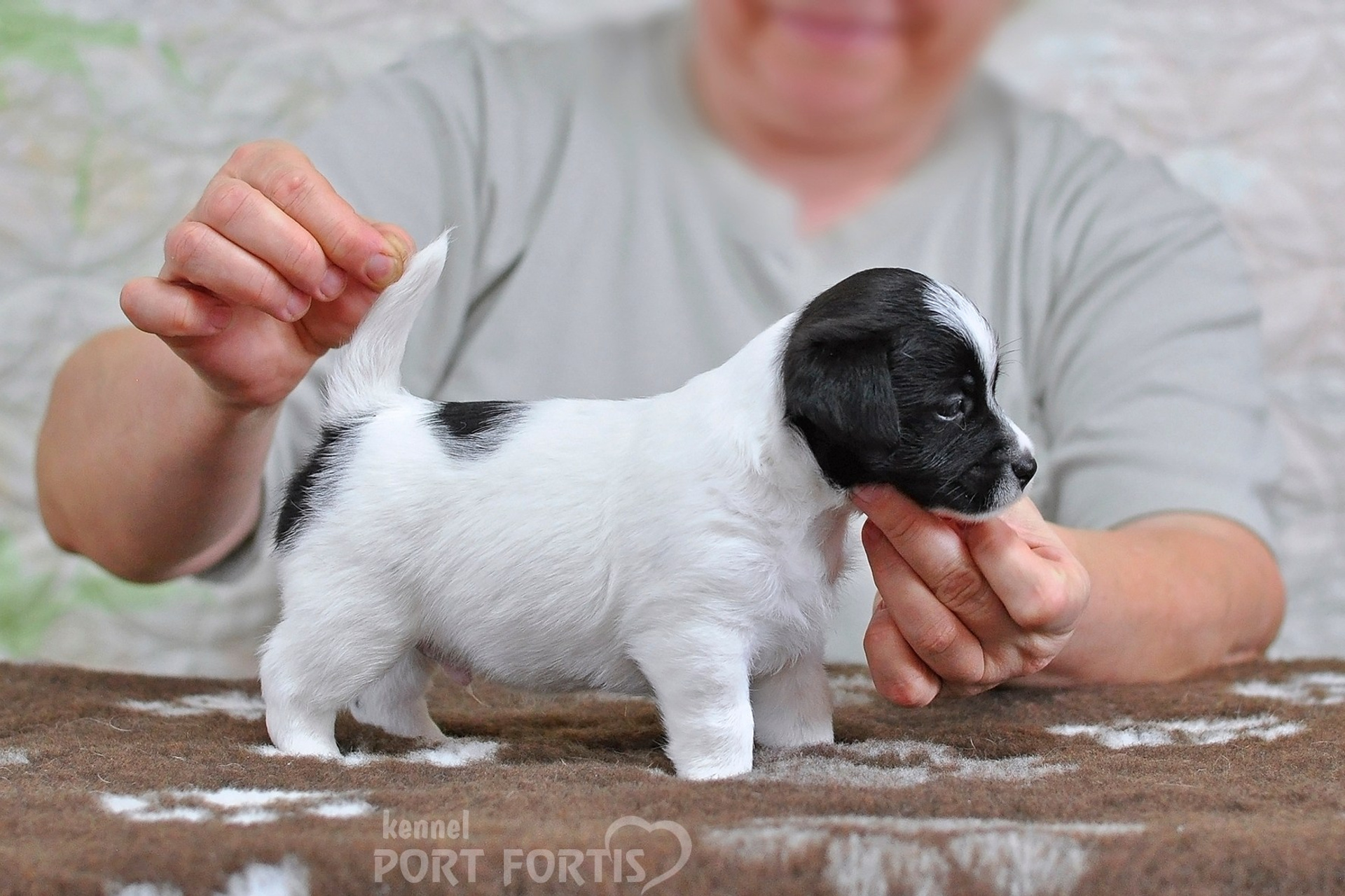 2026 Litter D male 5. Щенки джек рассел терьера, питомник РКФ, питомник джек рассел терьеров, питомник Порт Фортис, kennel PORT FORTIS