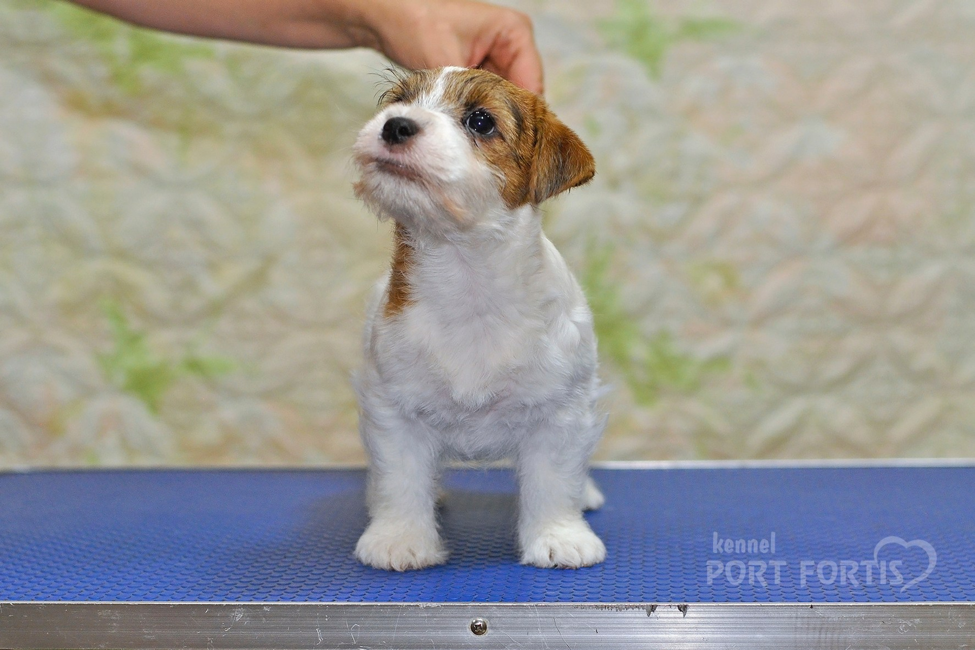 2025 Litter CH male 1. Щенки джек рассел терьера, питомник РКФ, питомник джек рассел терьеров, питомник Порт Фортис, kennel PORT FORTIS