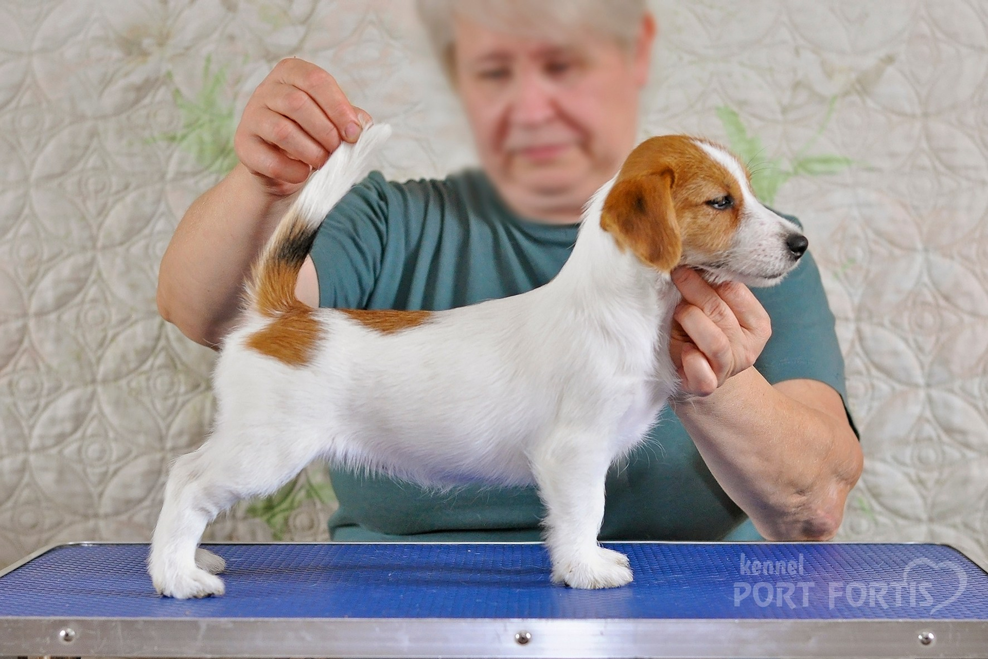 2026 Litter F female 2. Щенки джек рассел терьера, питомник РКФ, питомник джек рассел терьеров, питомник Порт Фортис, kennel PORT FORTIS