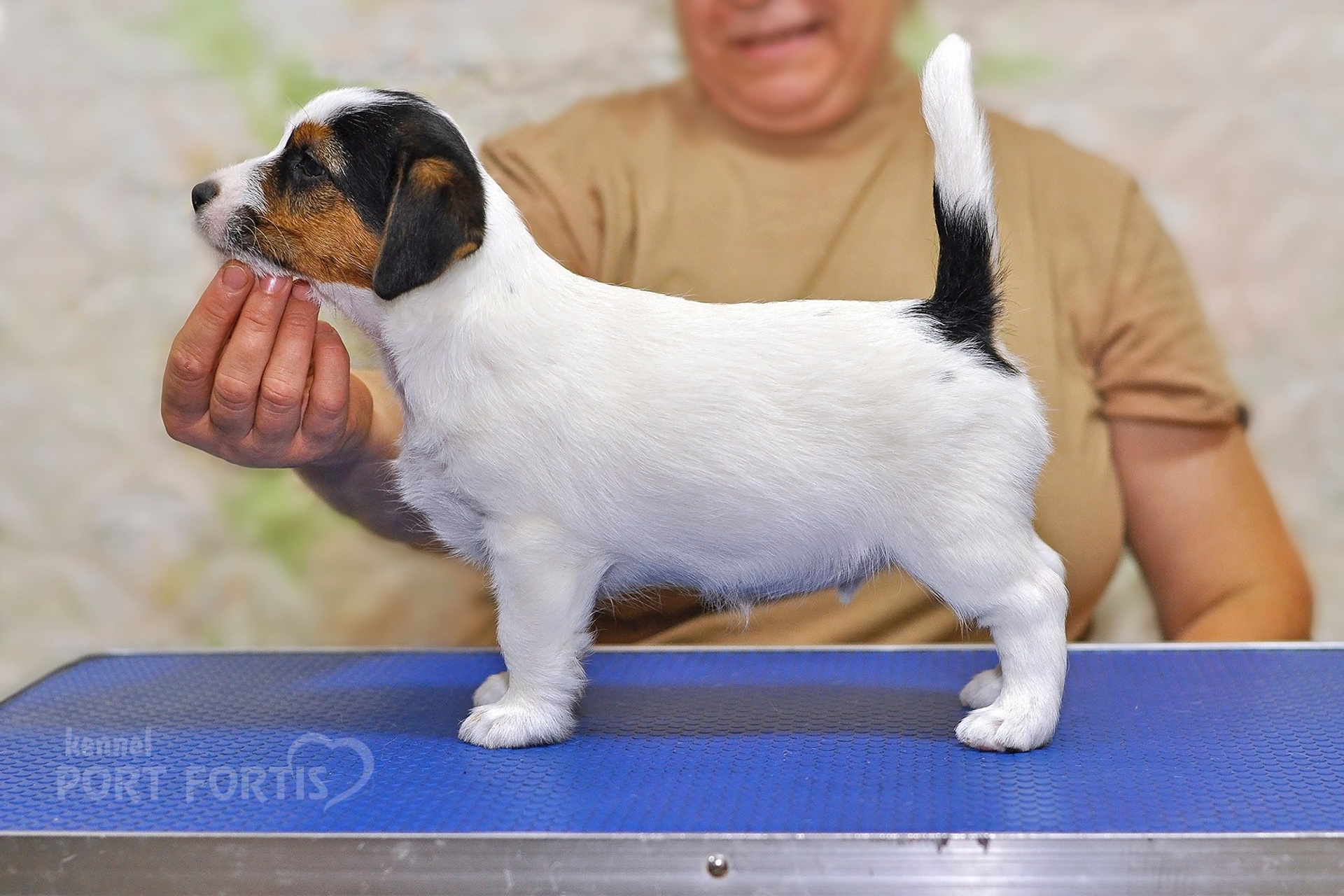 2025 Litter CH male 3. Щенки джек рассел терьера, питомник РКФ, питомник джек рассел терьеров, питомник Порт Фортис, kennel PORT FORTIS