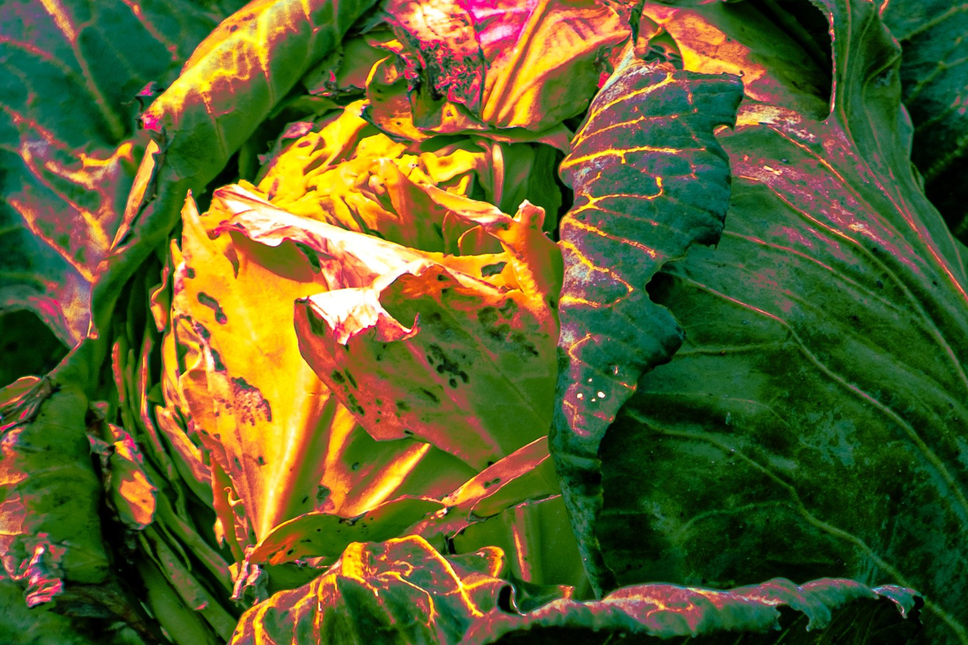 Fashion game. Natalya Konteyeva photographer