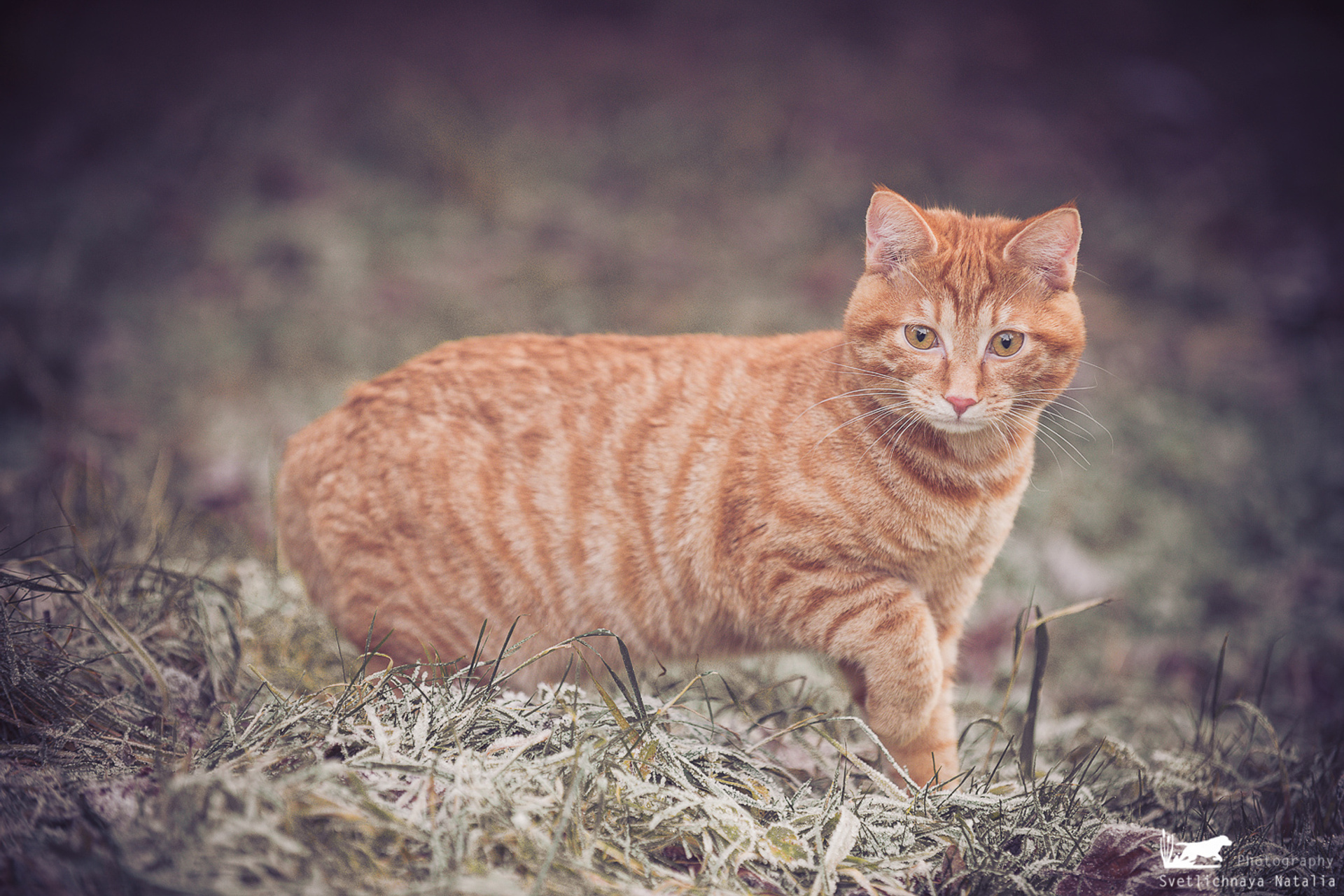 Курильский бобтейл Тильда