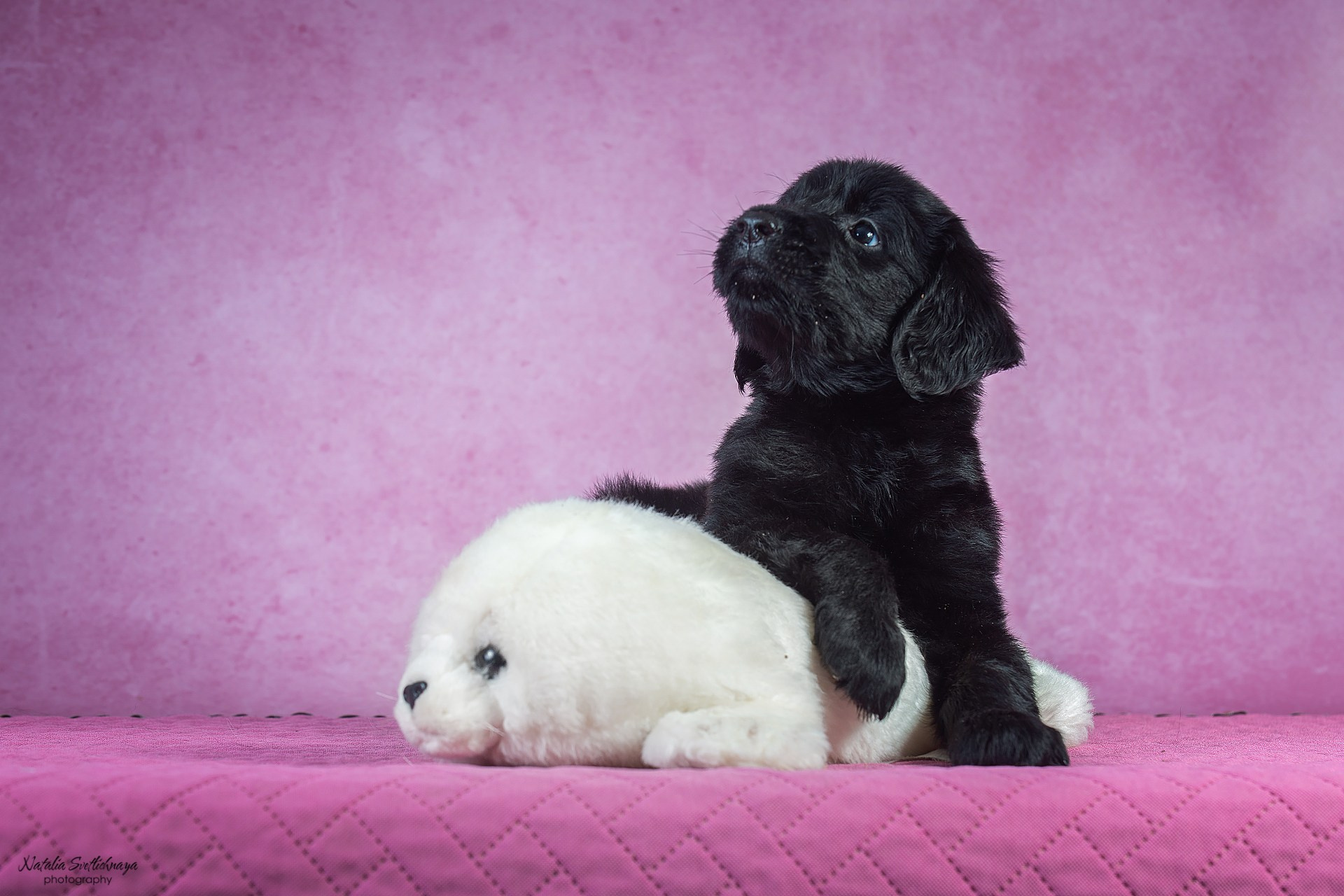 Прямошерстный ретривер (щенки)