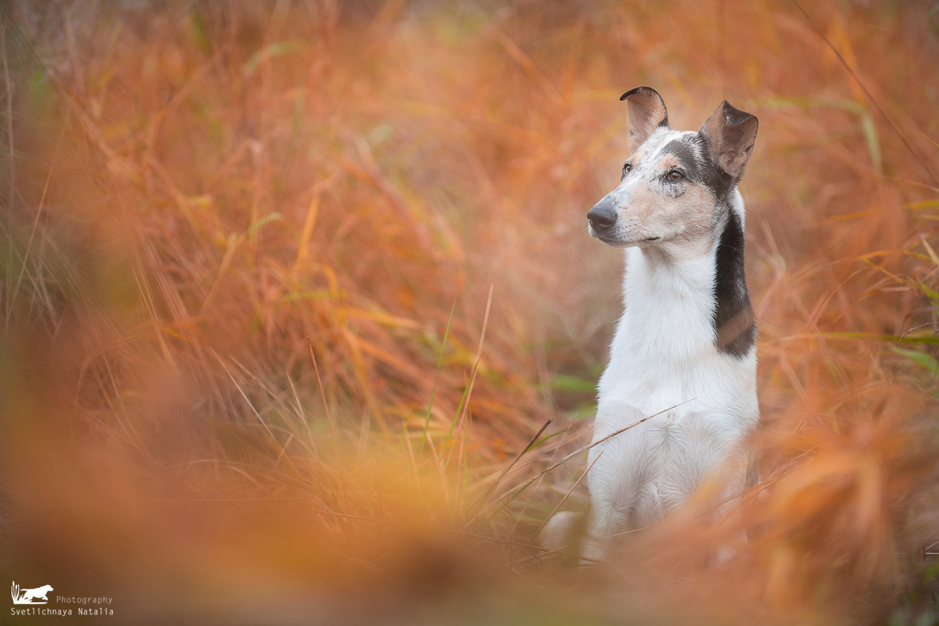 Гладкошерстная колли Саюри