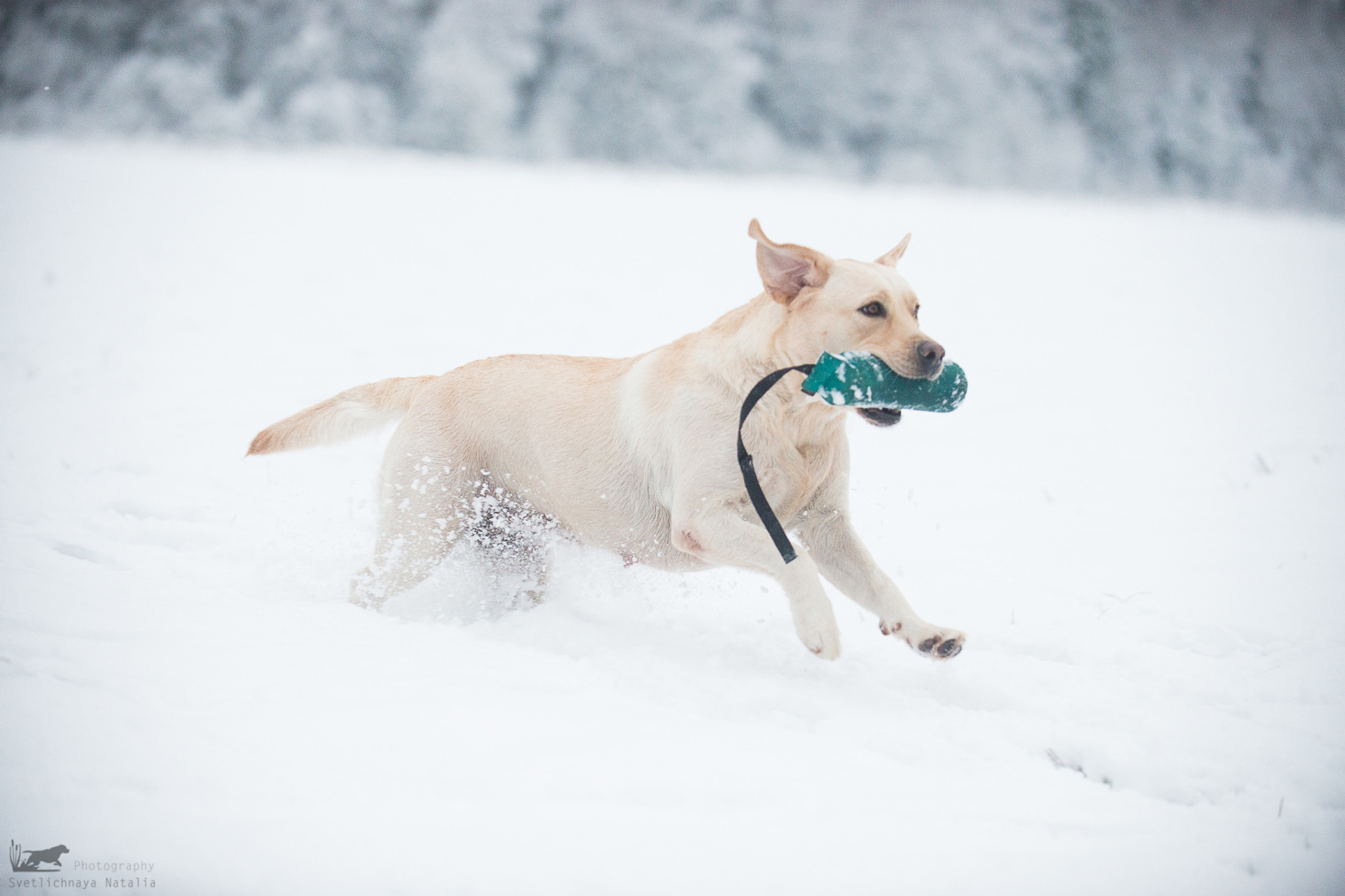 WT Школы Шмеля 21 ноября 2020 года