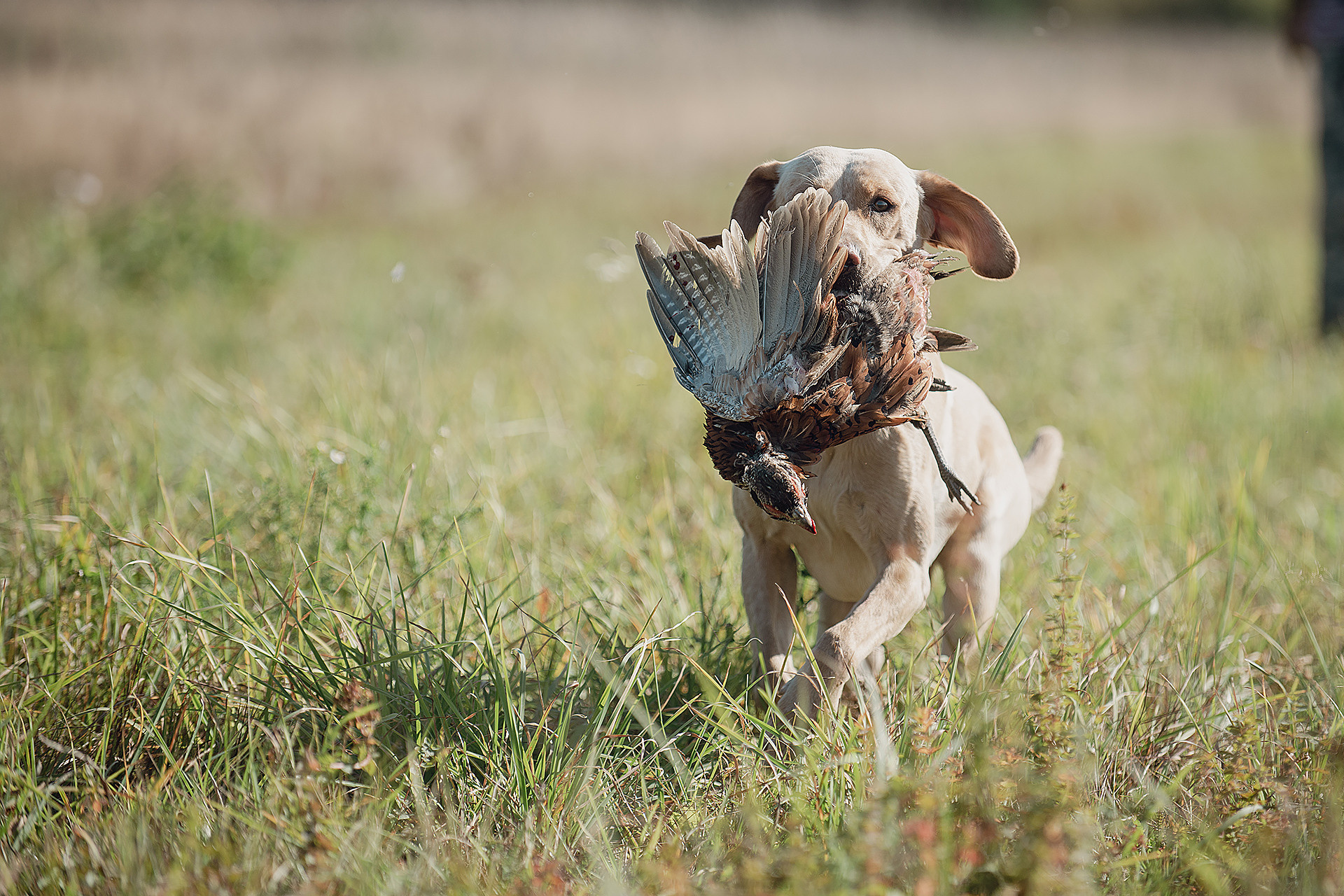 Несертификатный филд трайл для ретриверов, 23.09.23. Новайс.